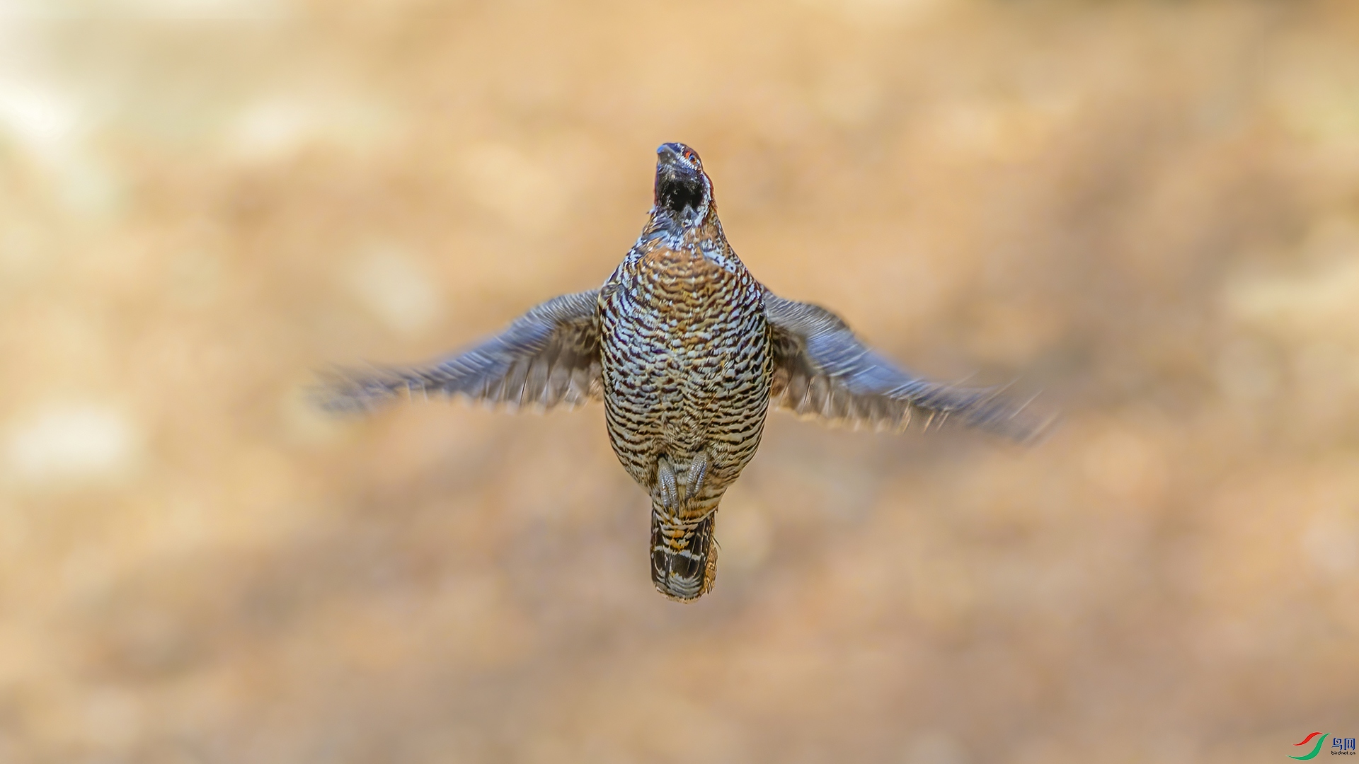 _DSC7670-NEF_DxO_DeepPRIME.jpg
