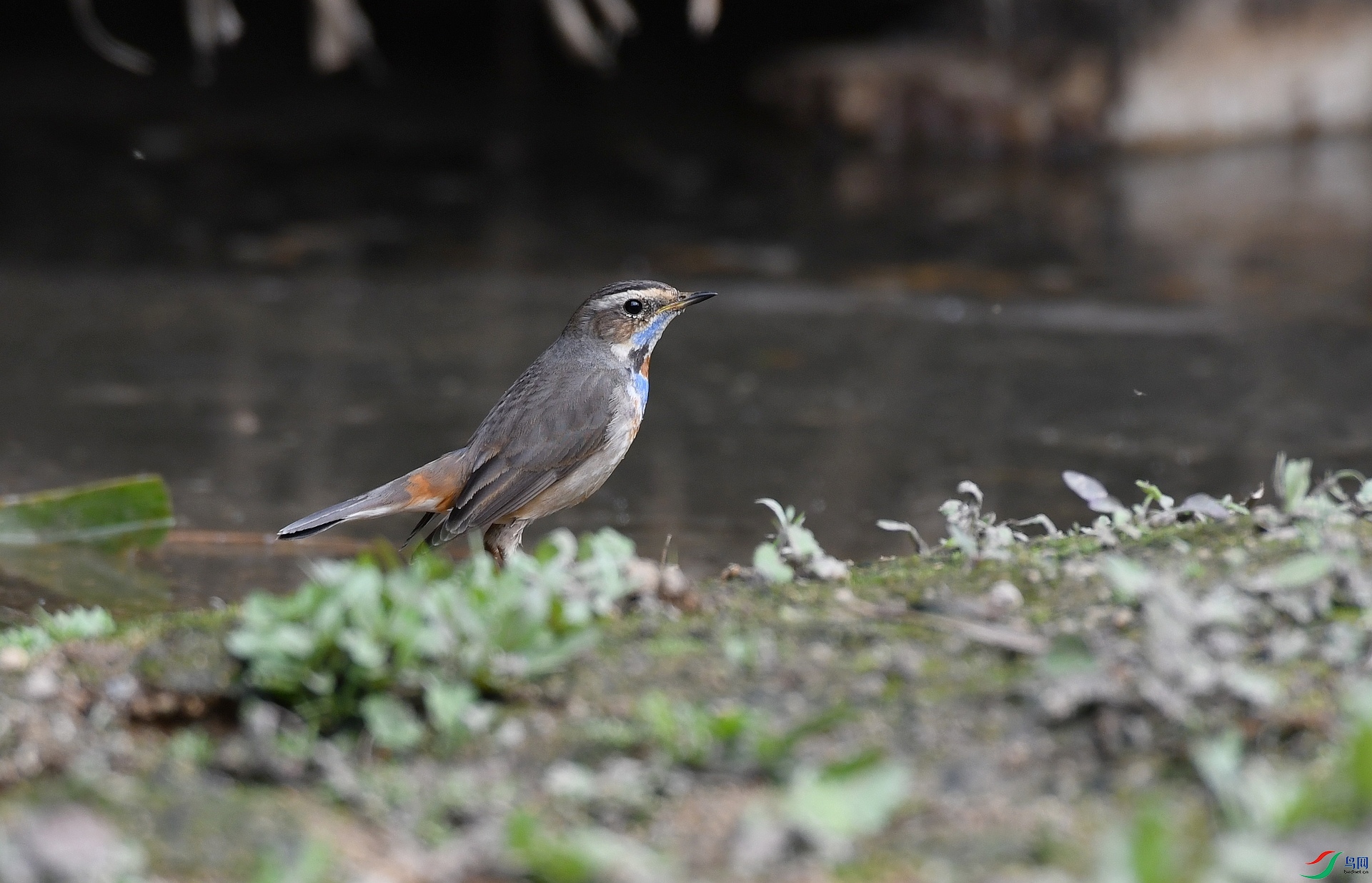 DSC_3176.jpg