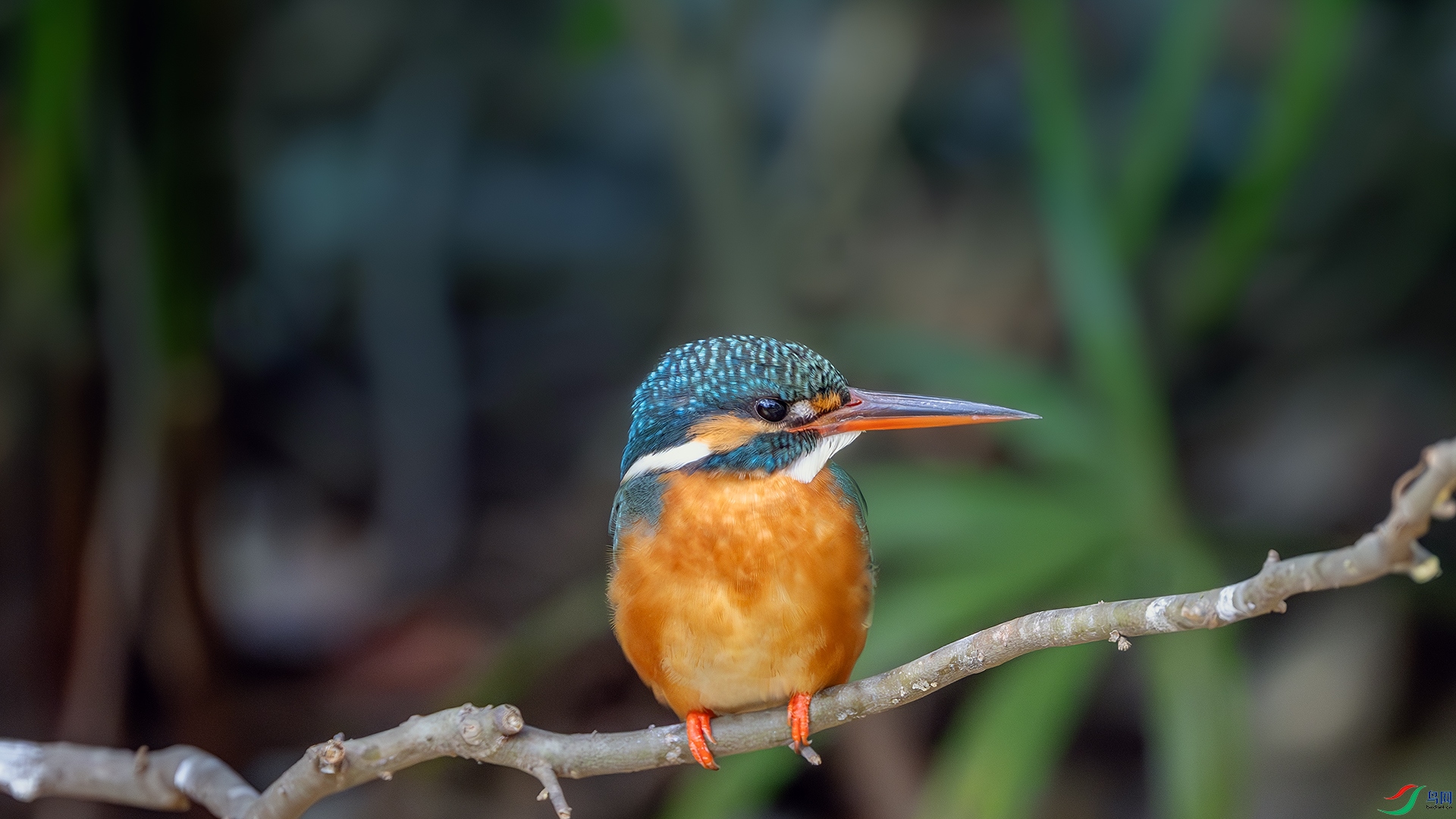 DSC_6196-����ǿ-NR ����.jpg