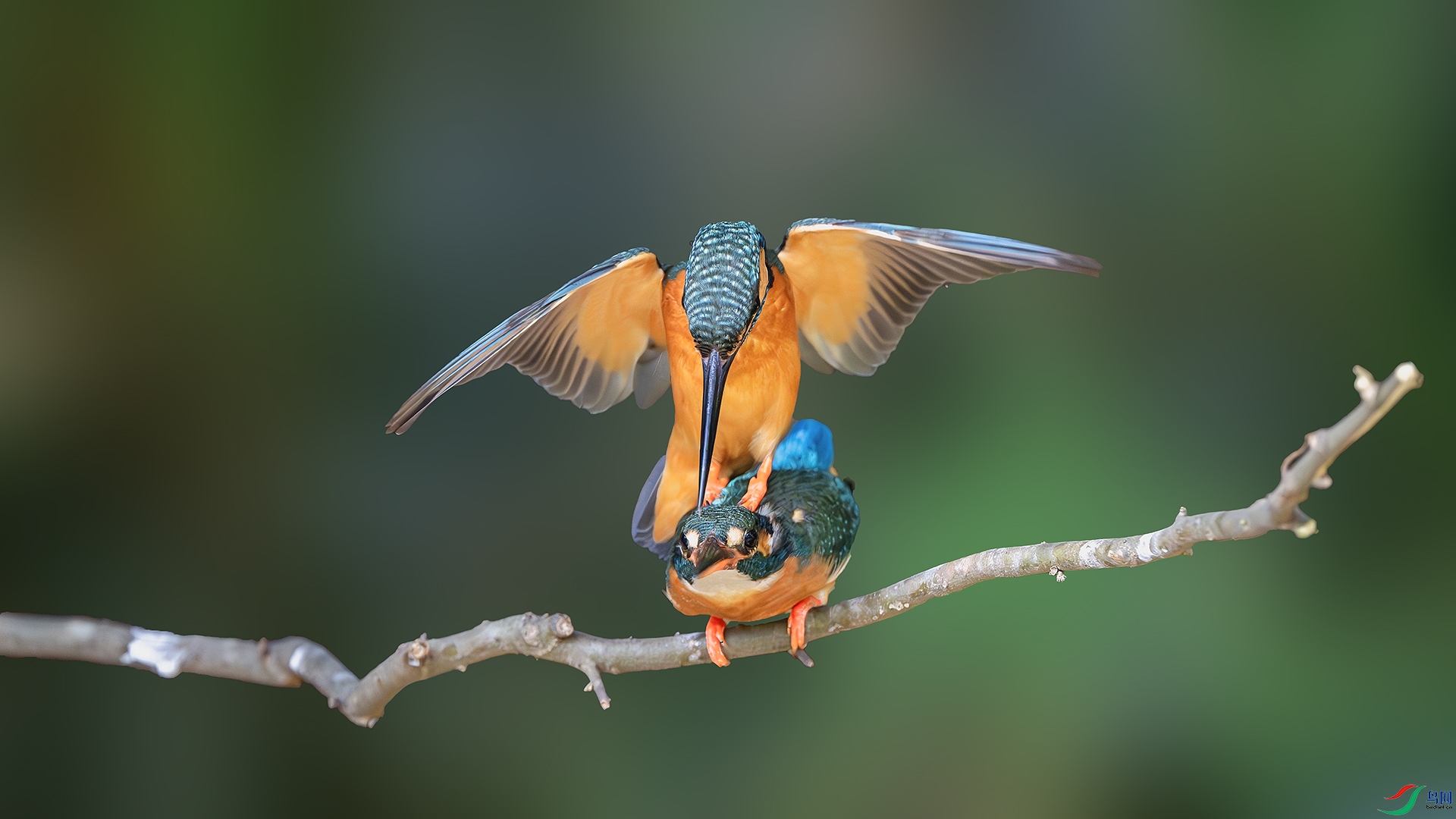 DSC_6215-����ǿ-NR ����.jpg