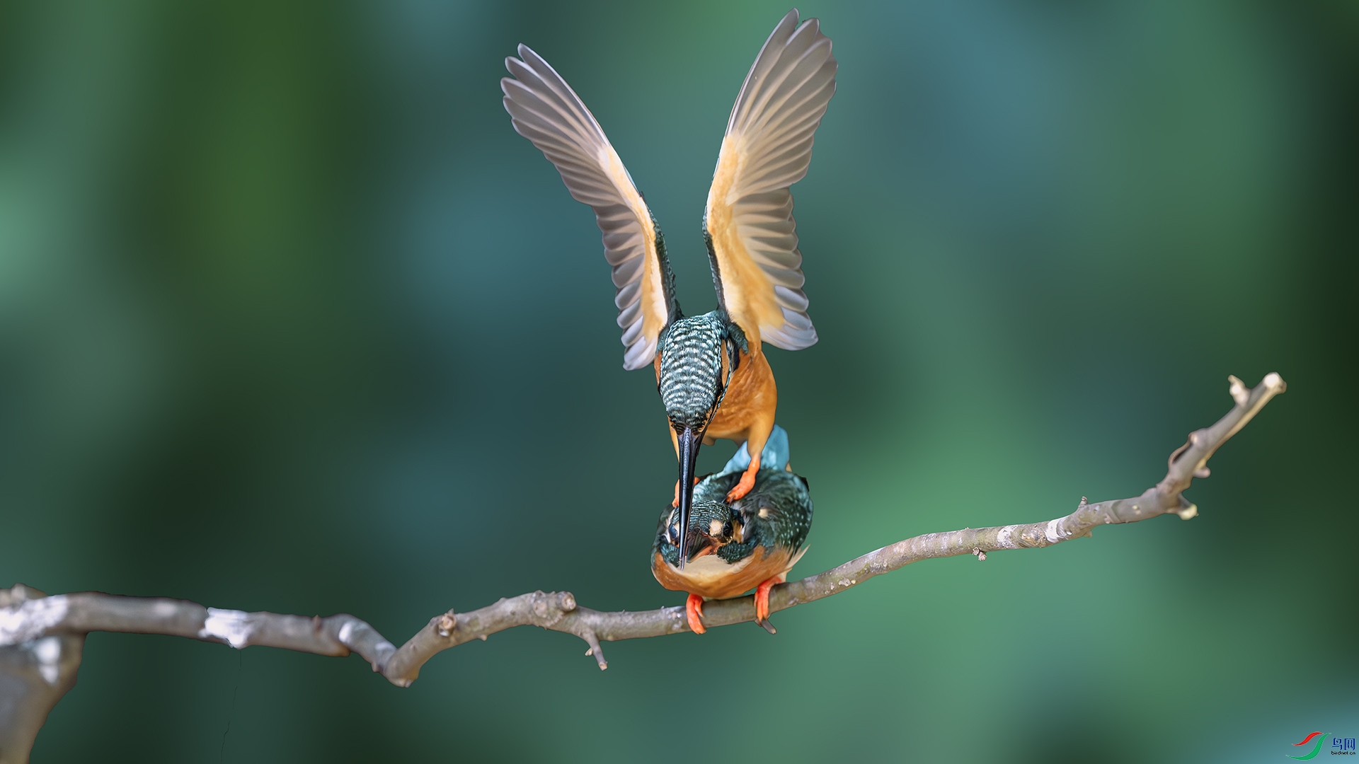 DSC_6217-����ǿ-NR ����.jpg