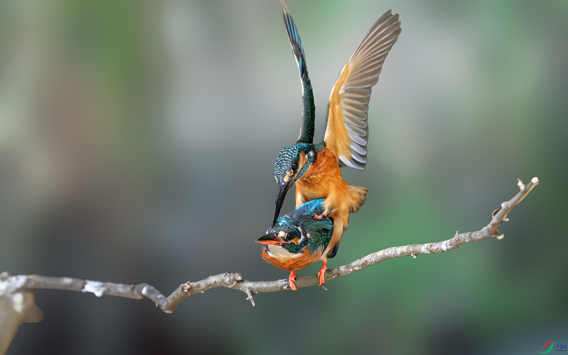 DSC_6247-����ǿ-NR-1 ����.jpg