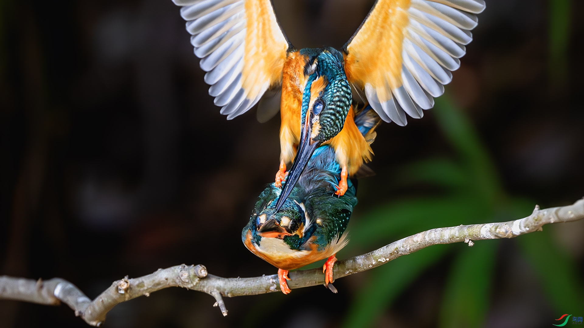 DSC_6257-����ǿ-NR-1 ����.jpg