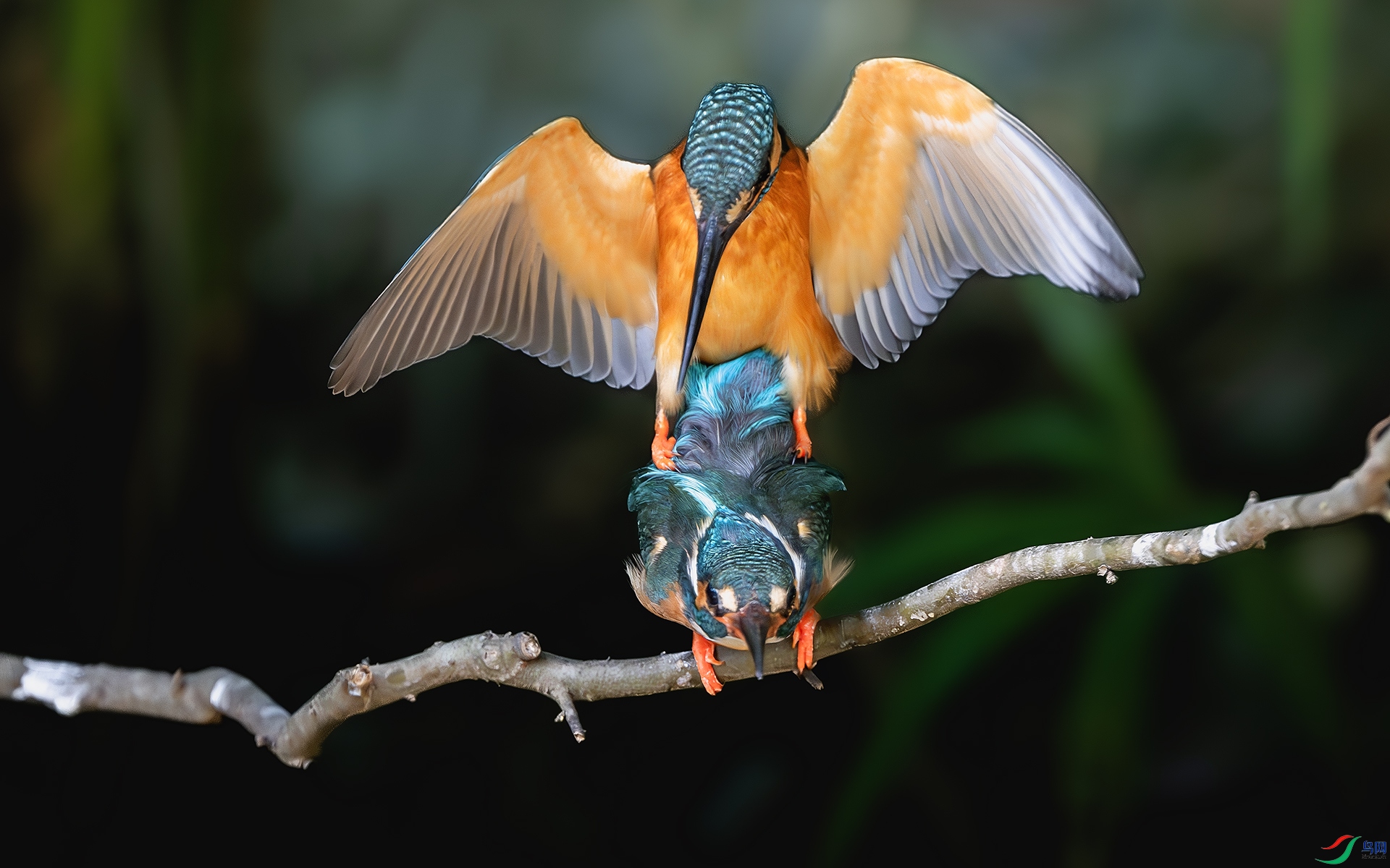 DSC_6265-����ǿ-NR-1 ����.jpg