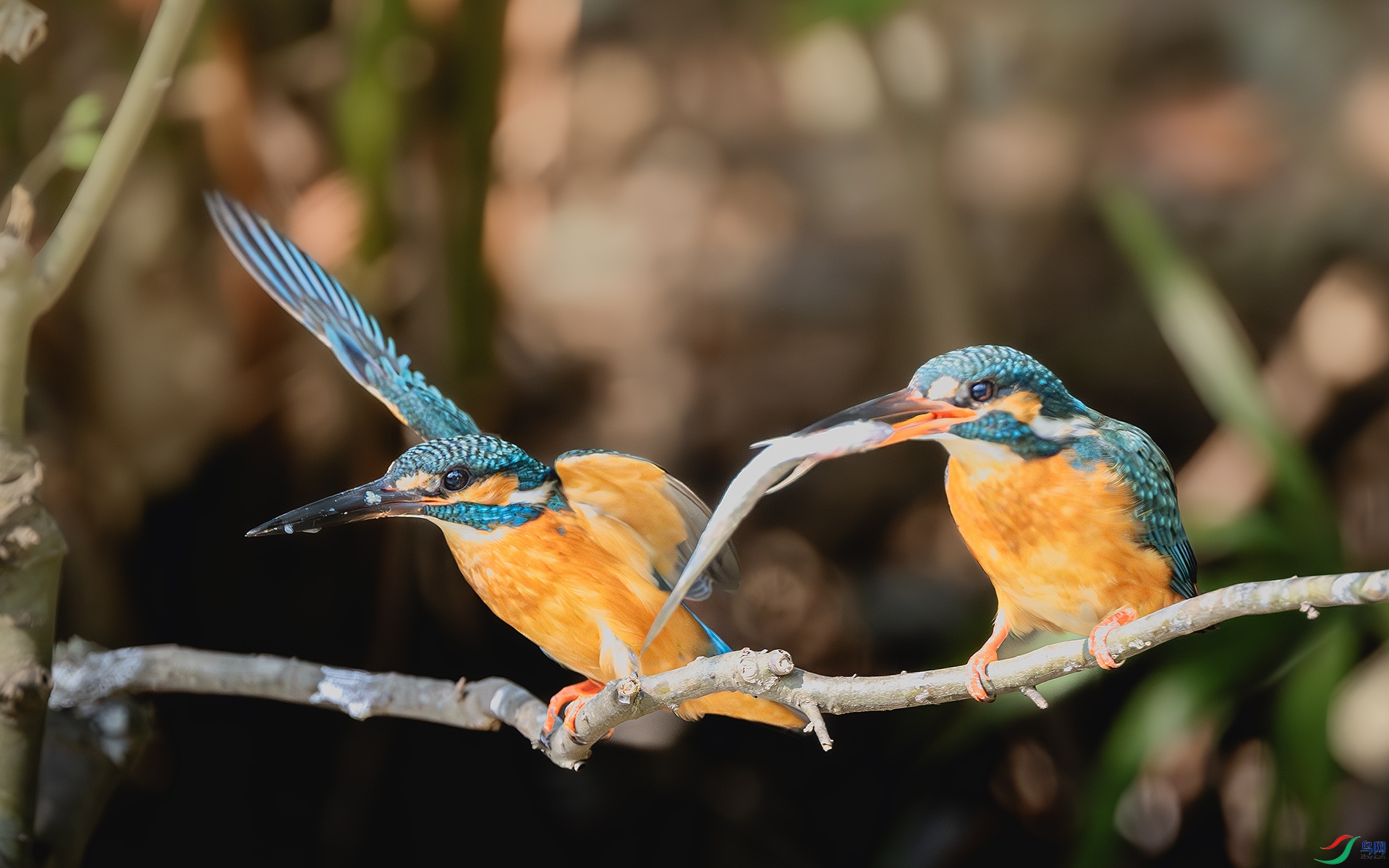 DSC_9243-����ǿ-NR ����.jpg