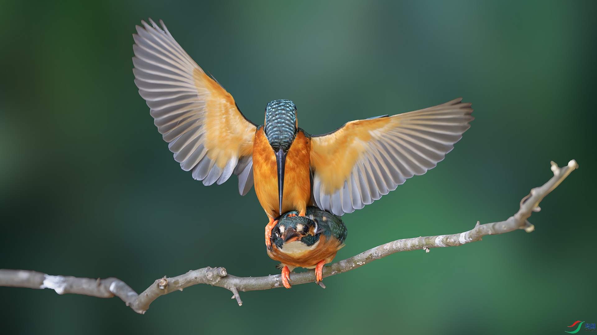 DSC_6206-����ǿ-NR ����.jpg