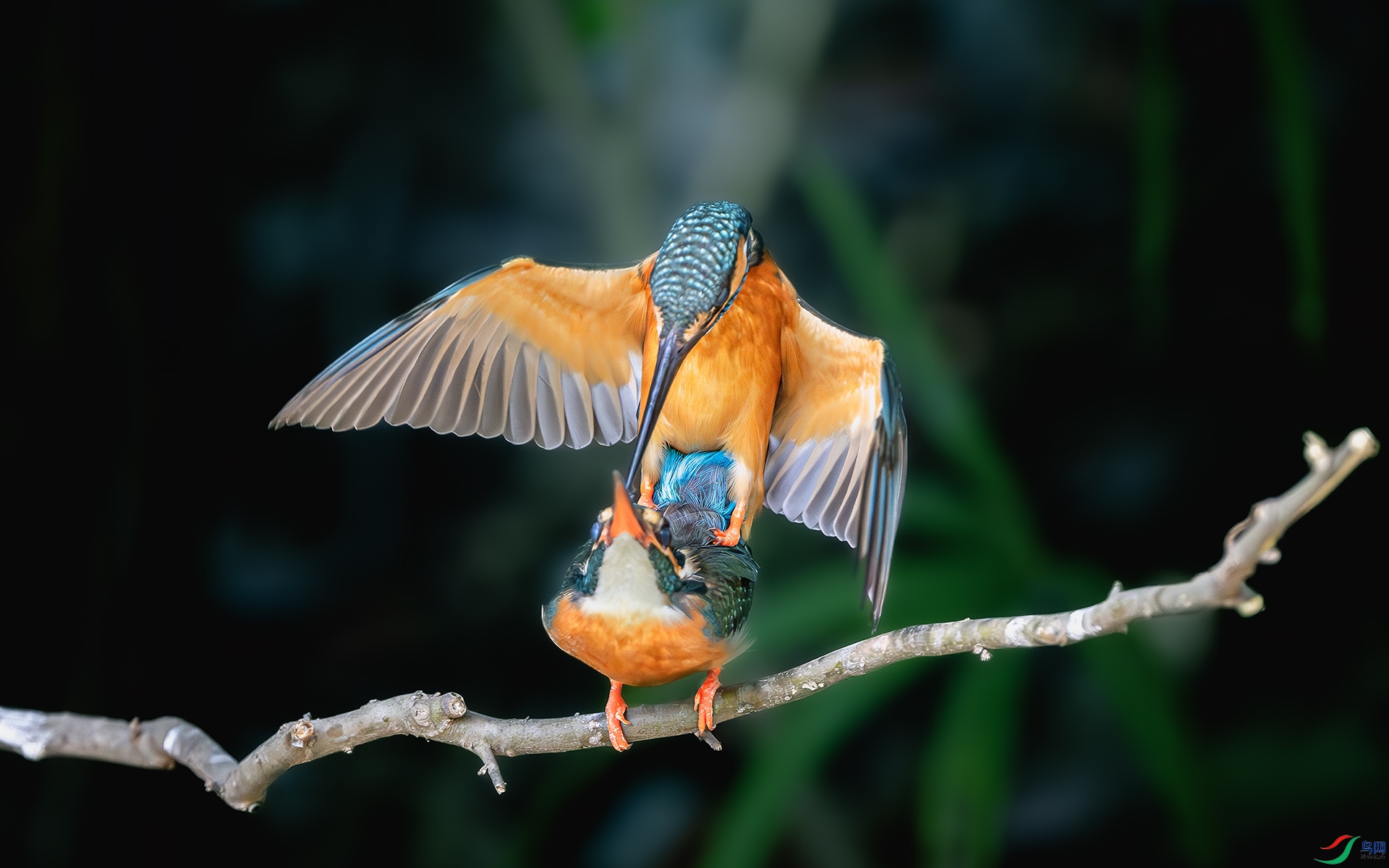 DSC_6253-����ǿ-NR ����.jpg