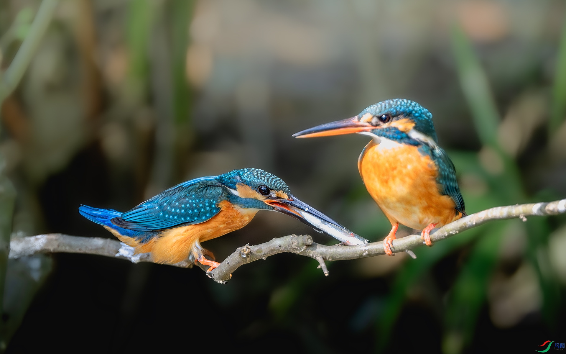 DSC_9208-����ǿ-NR ����.jpg