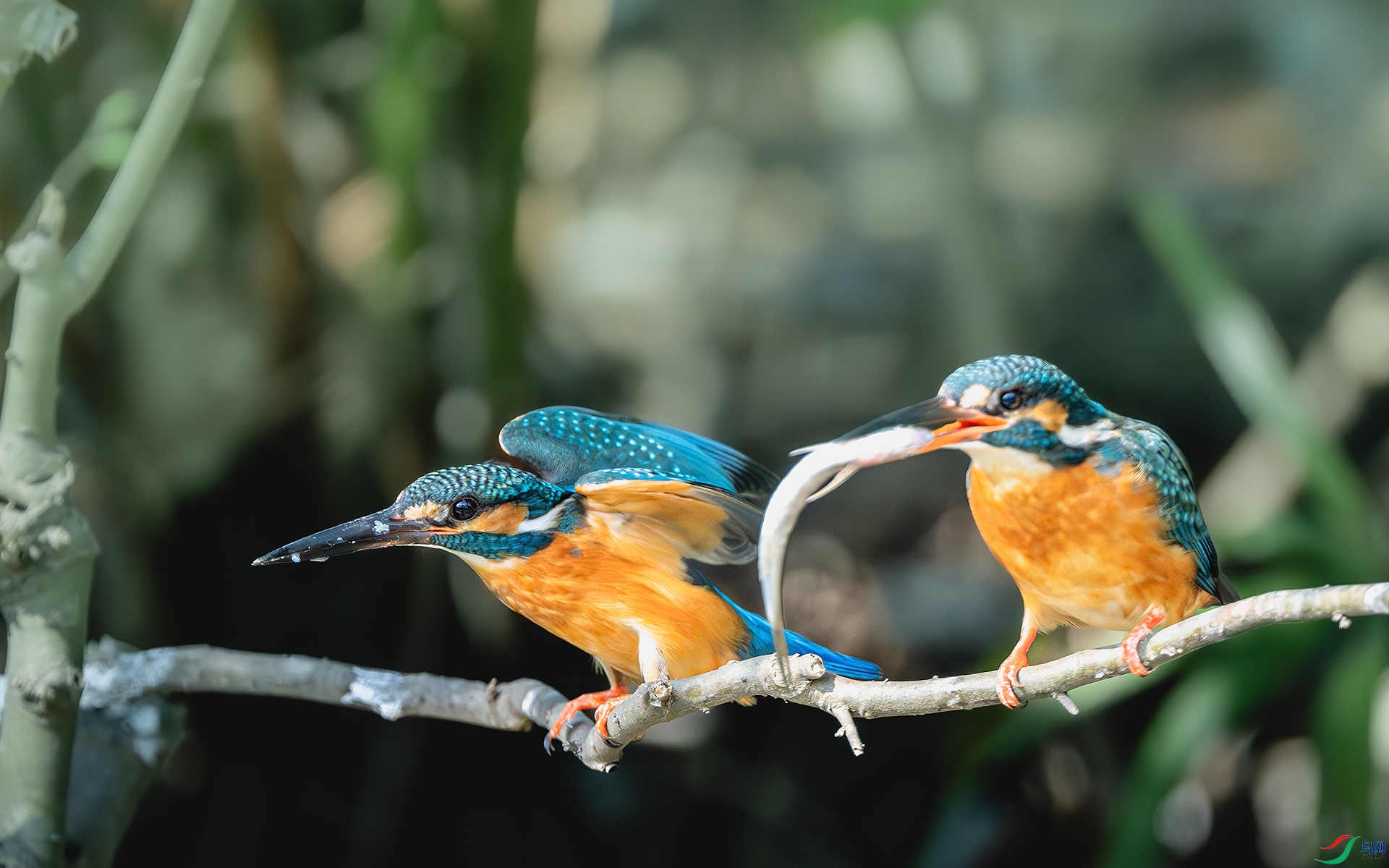 DSC_9245-����ǿ-NR ����.jpg