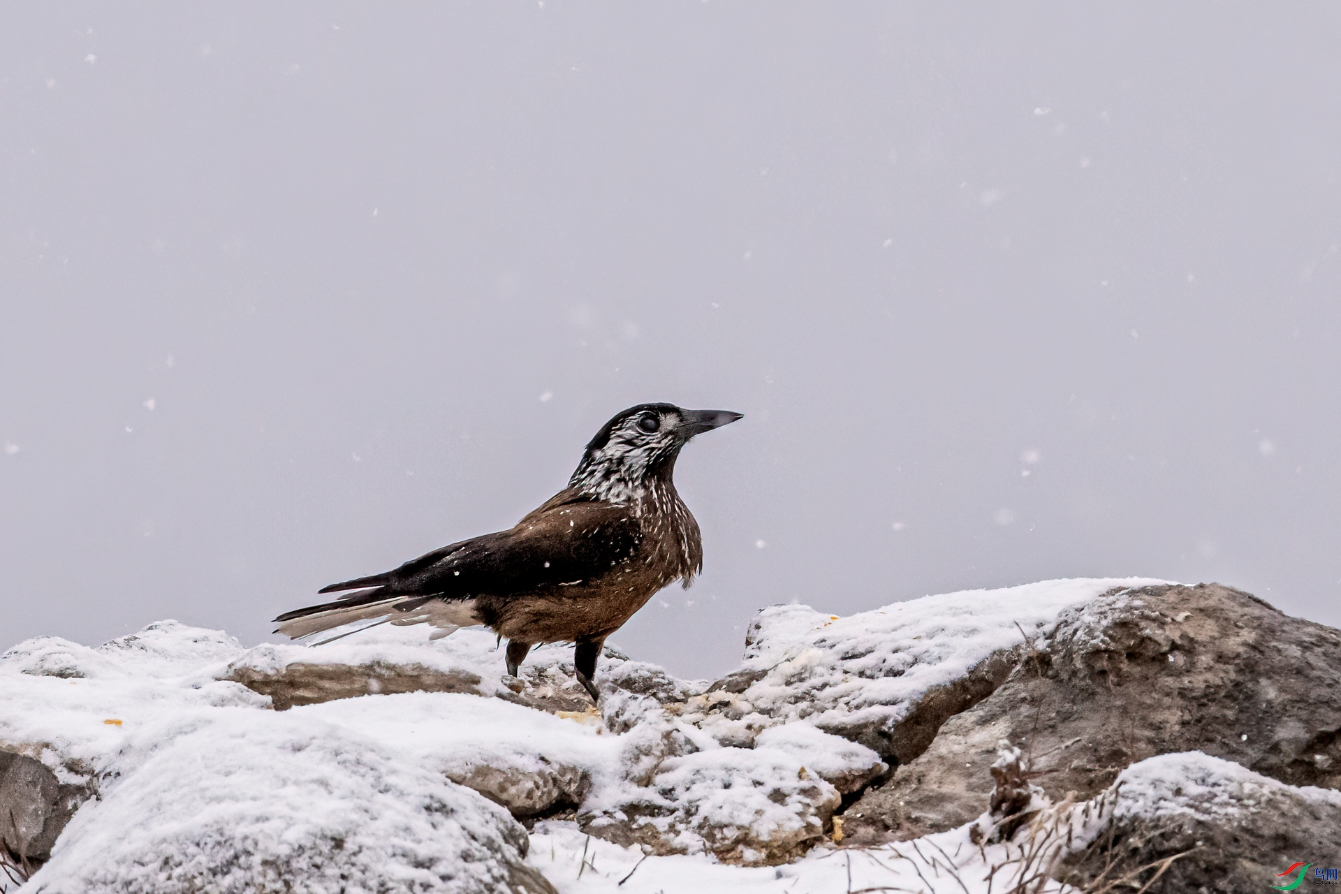 DSC_1820-11.jpg