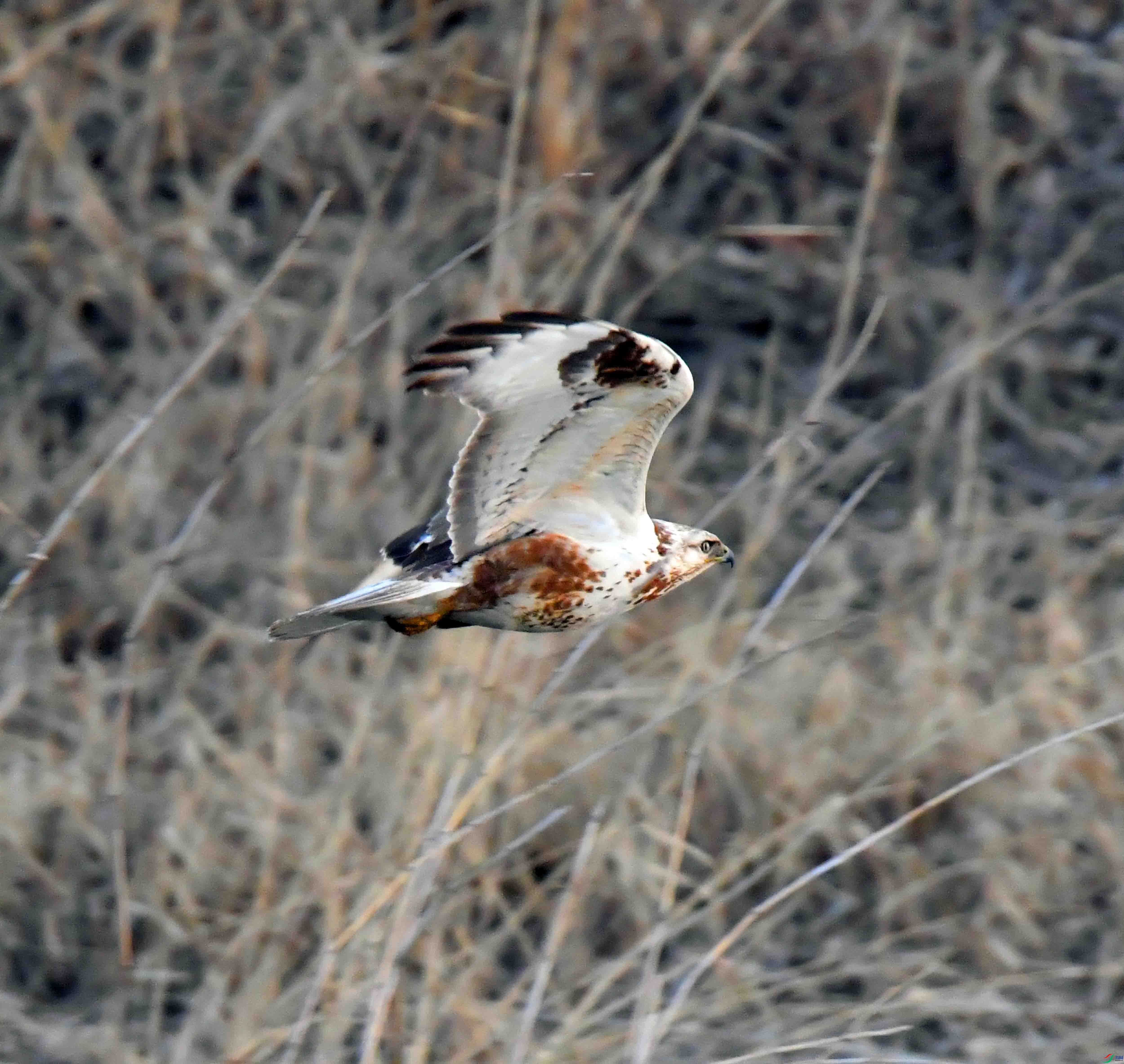 DSC_8678.JPG
