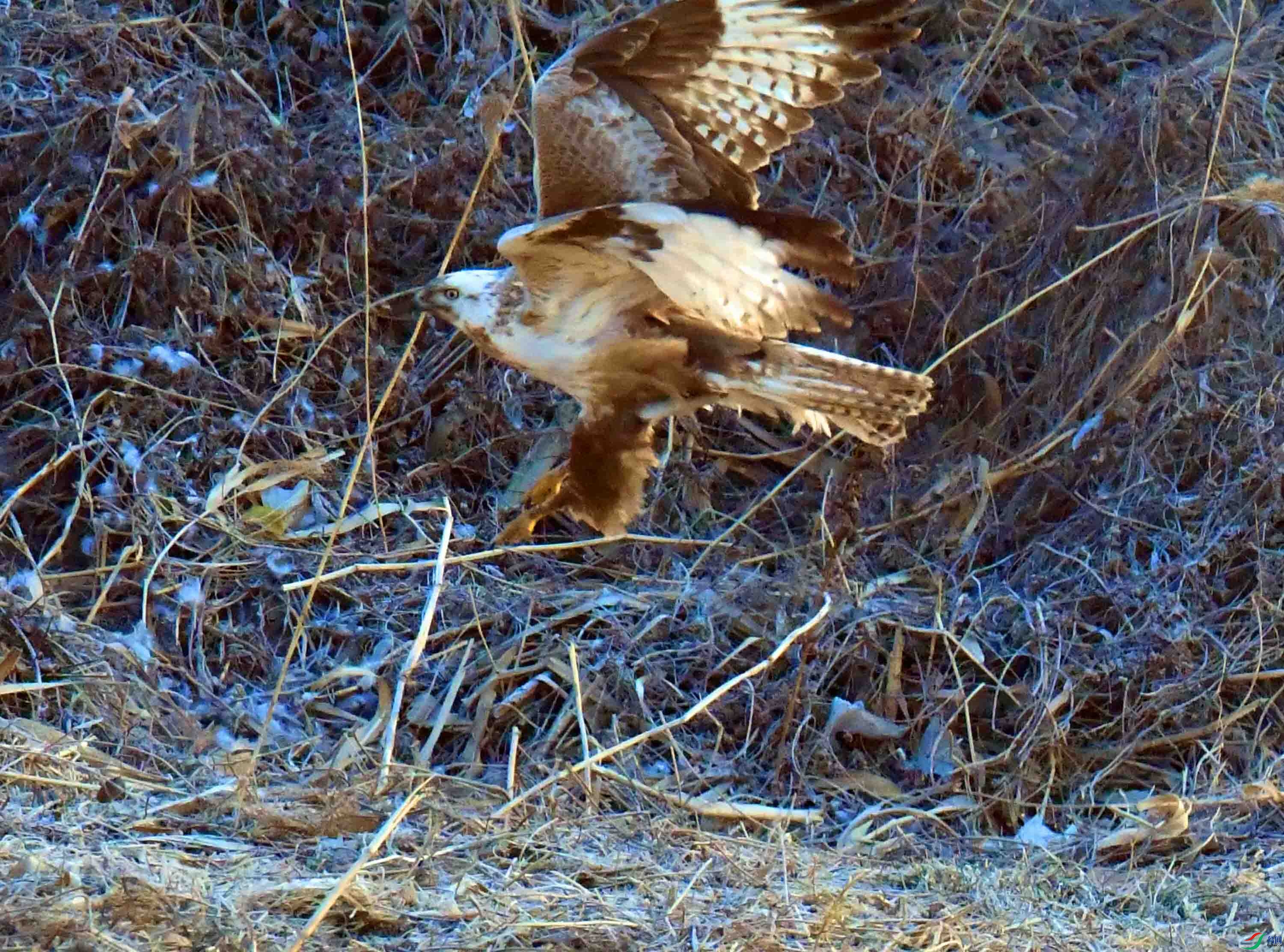 DSC_8951.JPG
