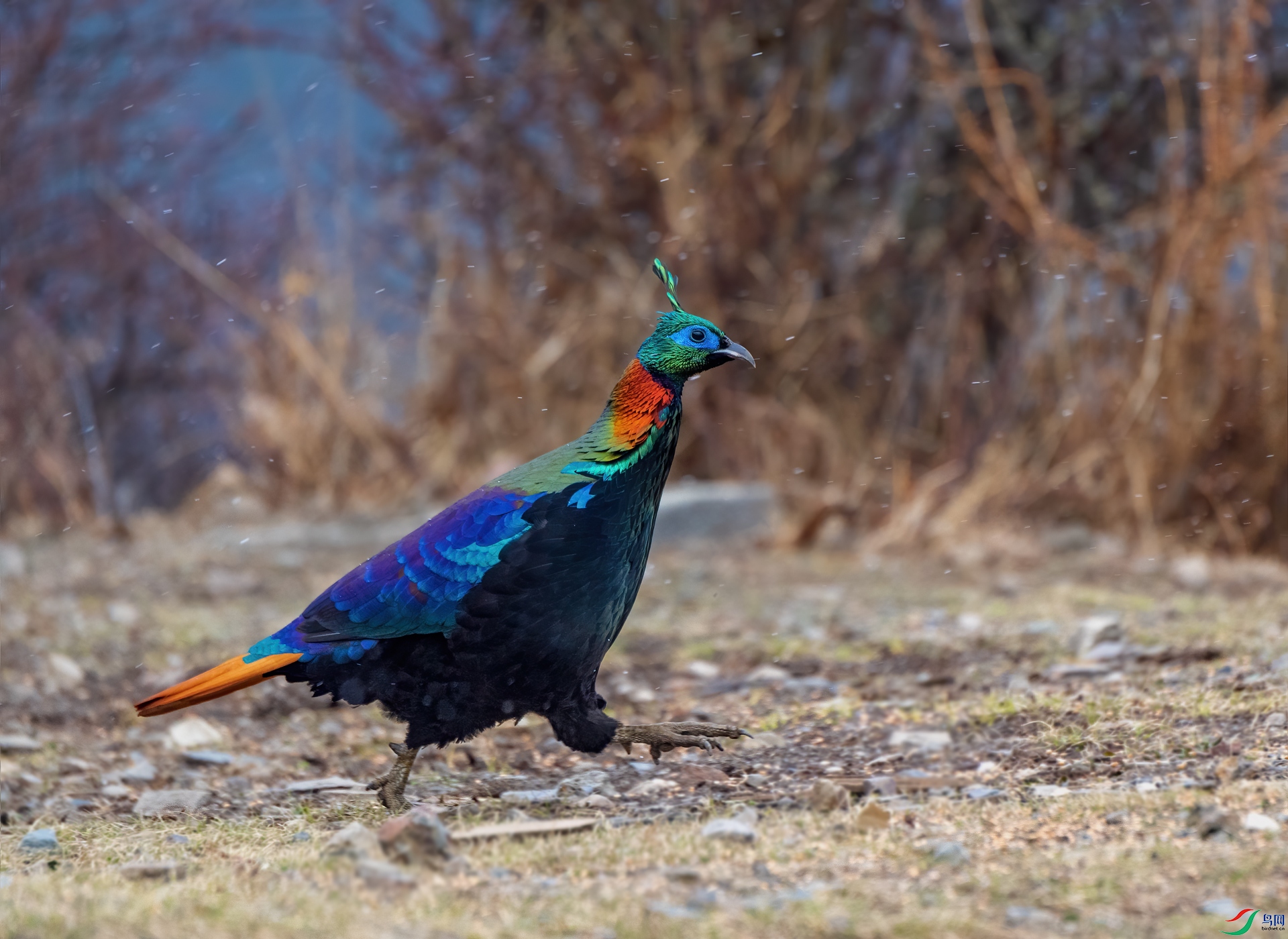 _DSC6580-1.jpg