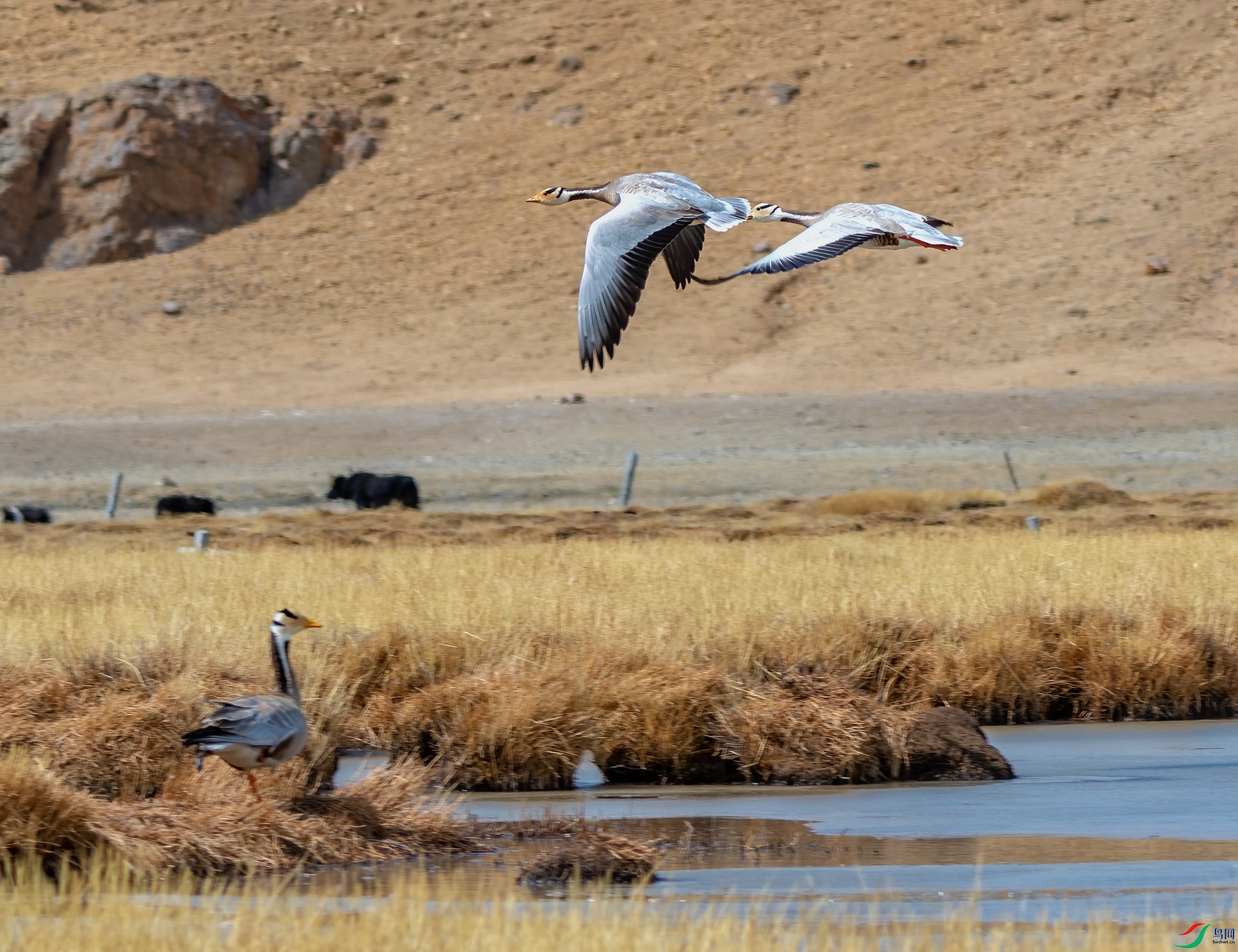 DSC_1044-1.jpg