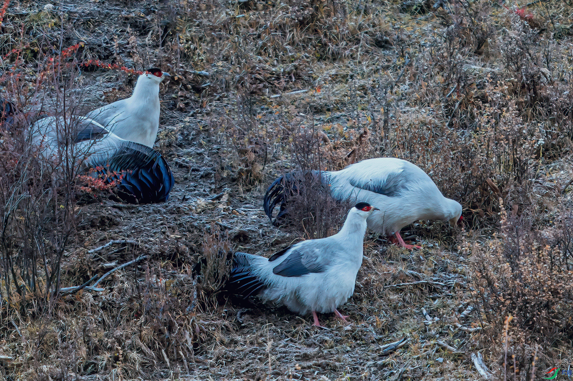 _DSC6476-1a.gif