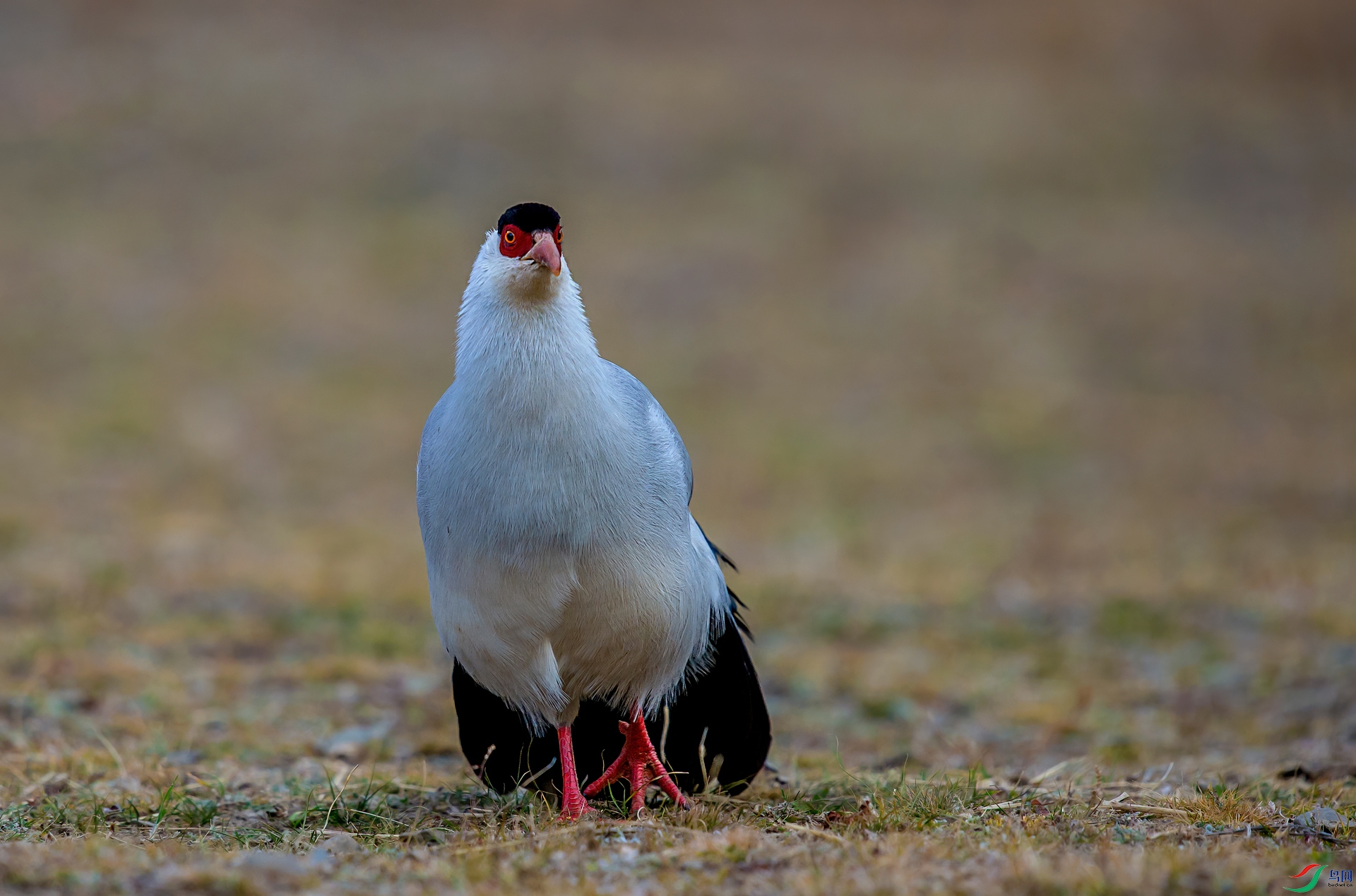 _DSC9061.jpg