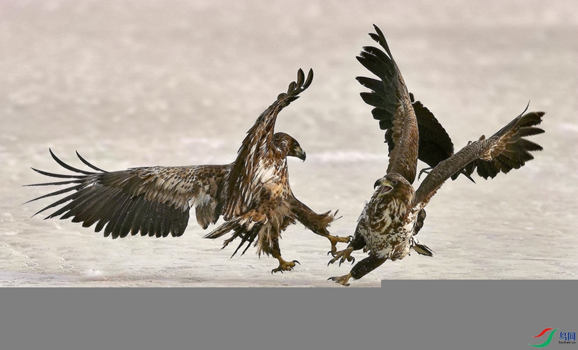 ʤ�����ϡ�