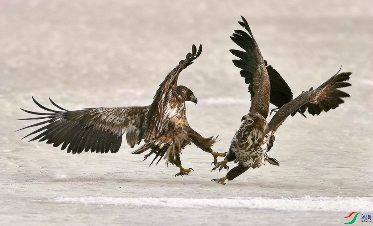 ʤ�����ϡ�