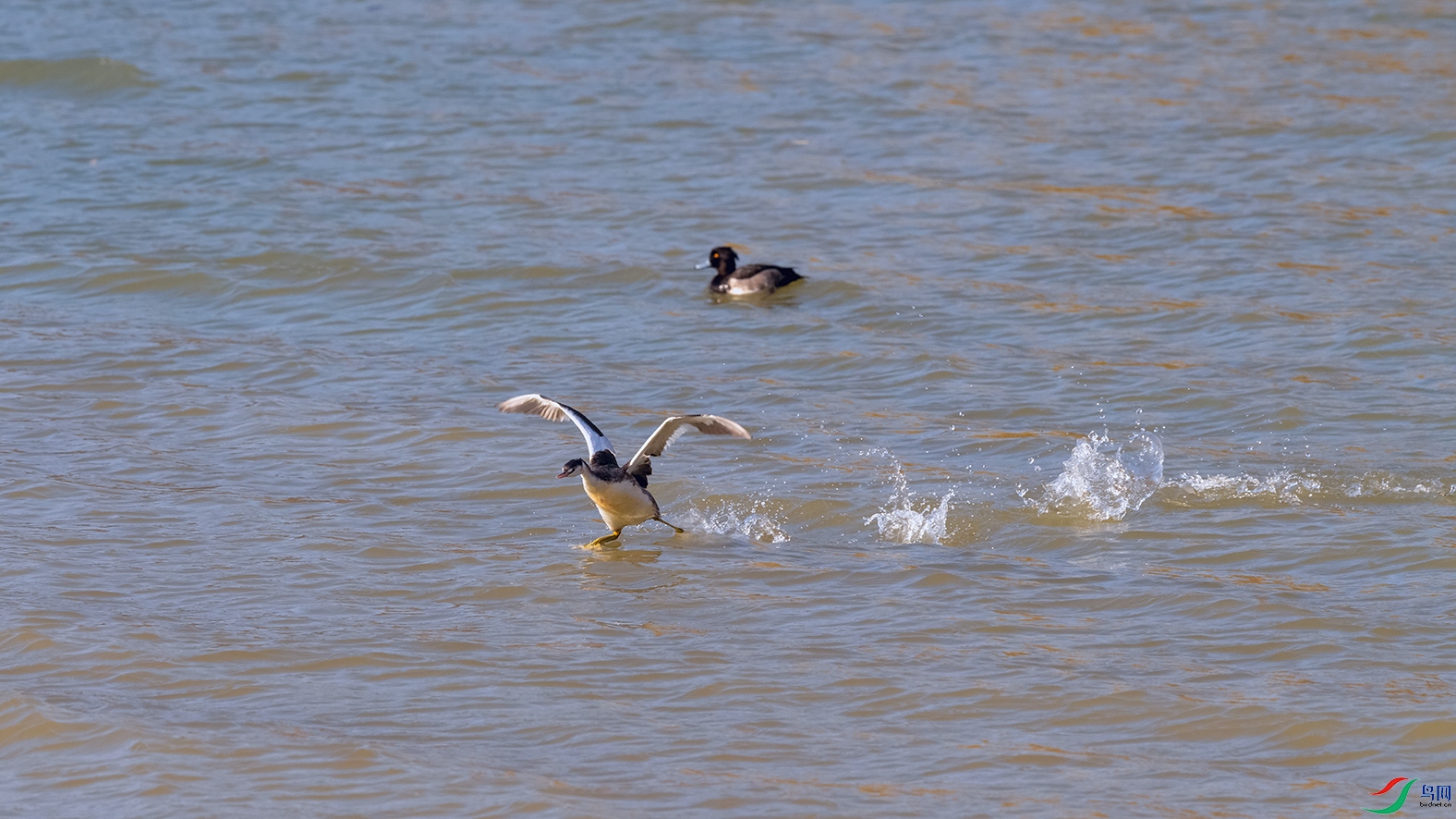 DSC_4170_DxOa.jpg