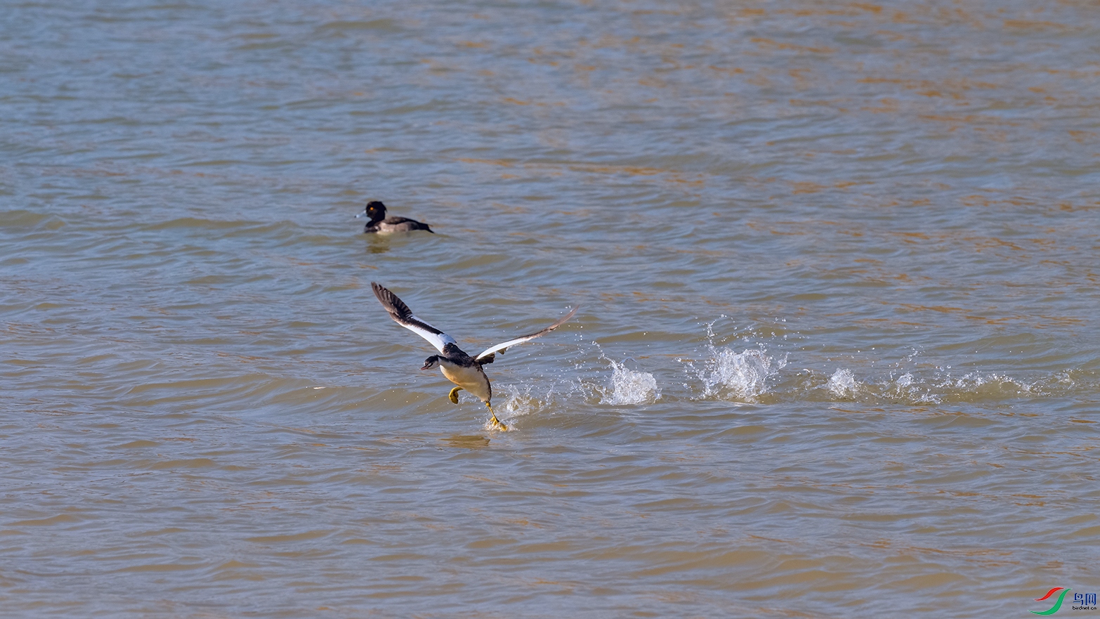 DSC_4168_DxOa.jpg