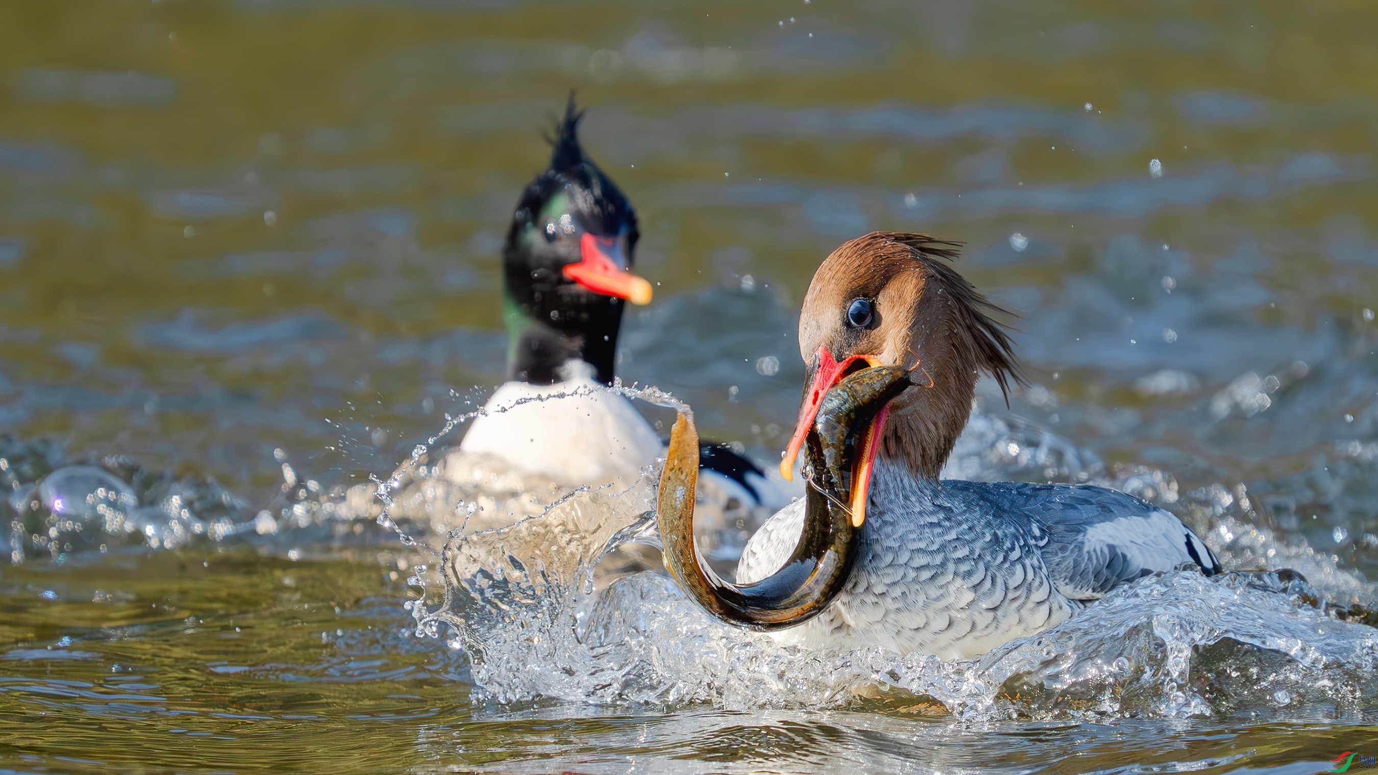 _DSC5941 ����.jpg