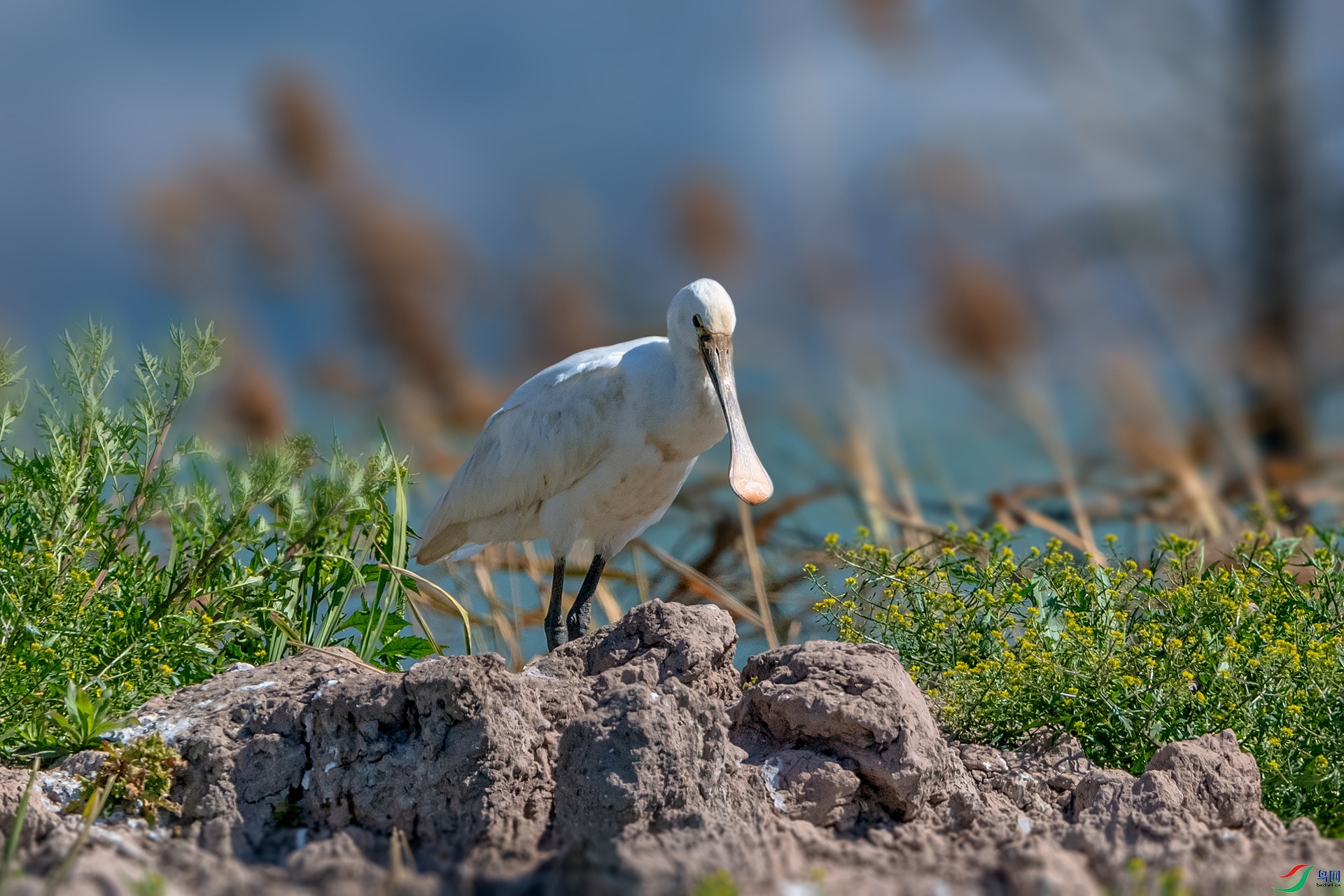 _AUU7562 ������(26.2.10).jpg