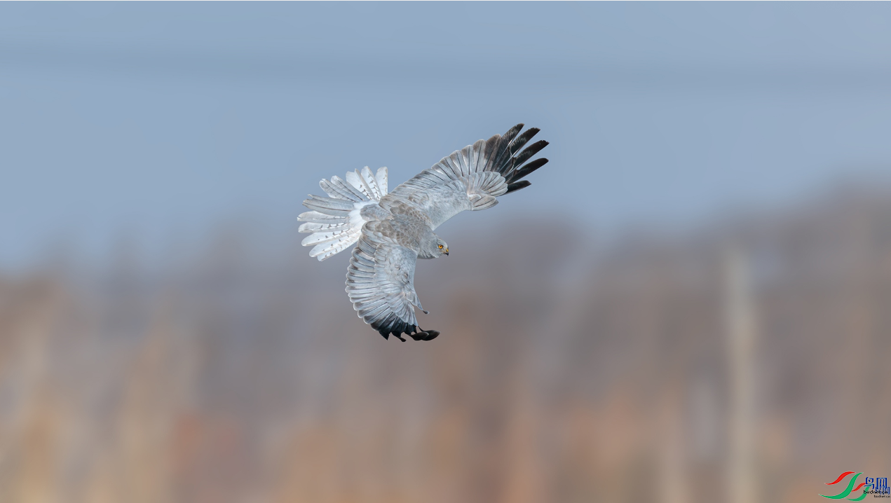 �������ѡ���β�� [�ٻ���Ӱʦ����]  ��»��ϲ.png