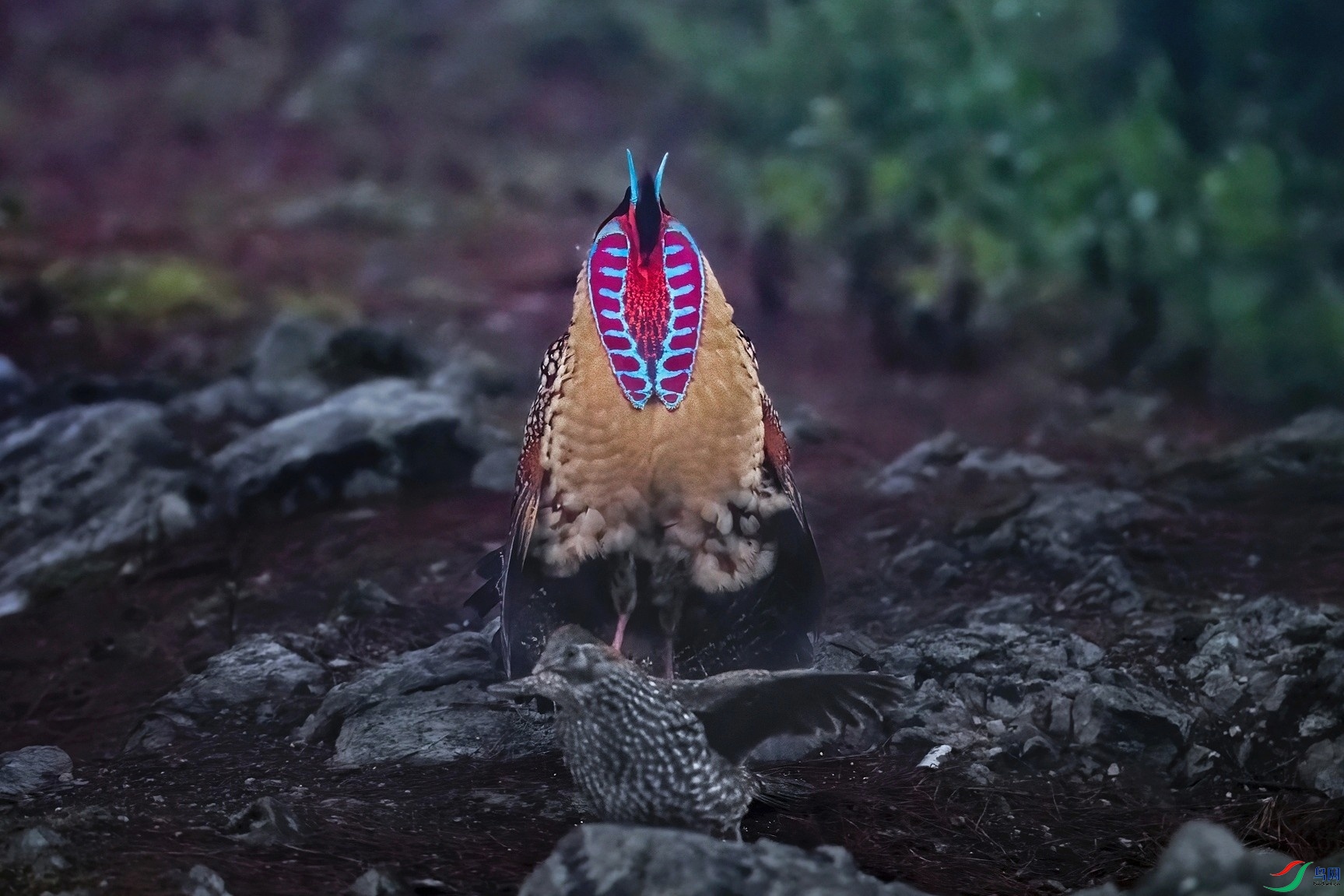 ������ż