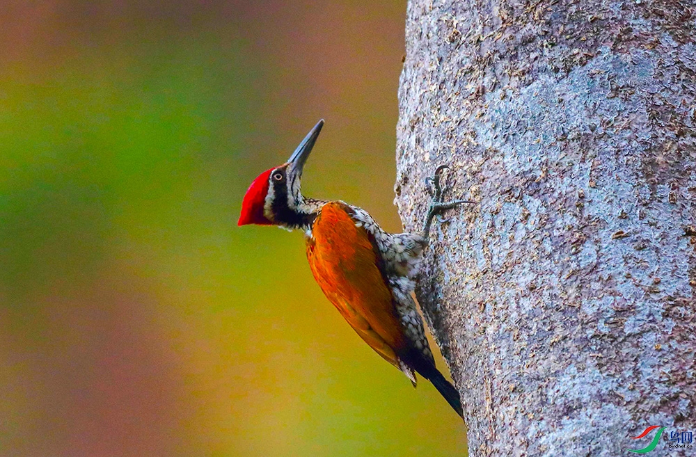 �����ľ�� .JPG