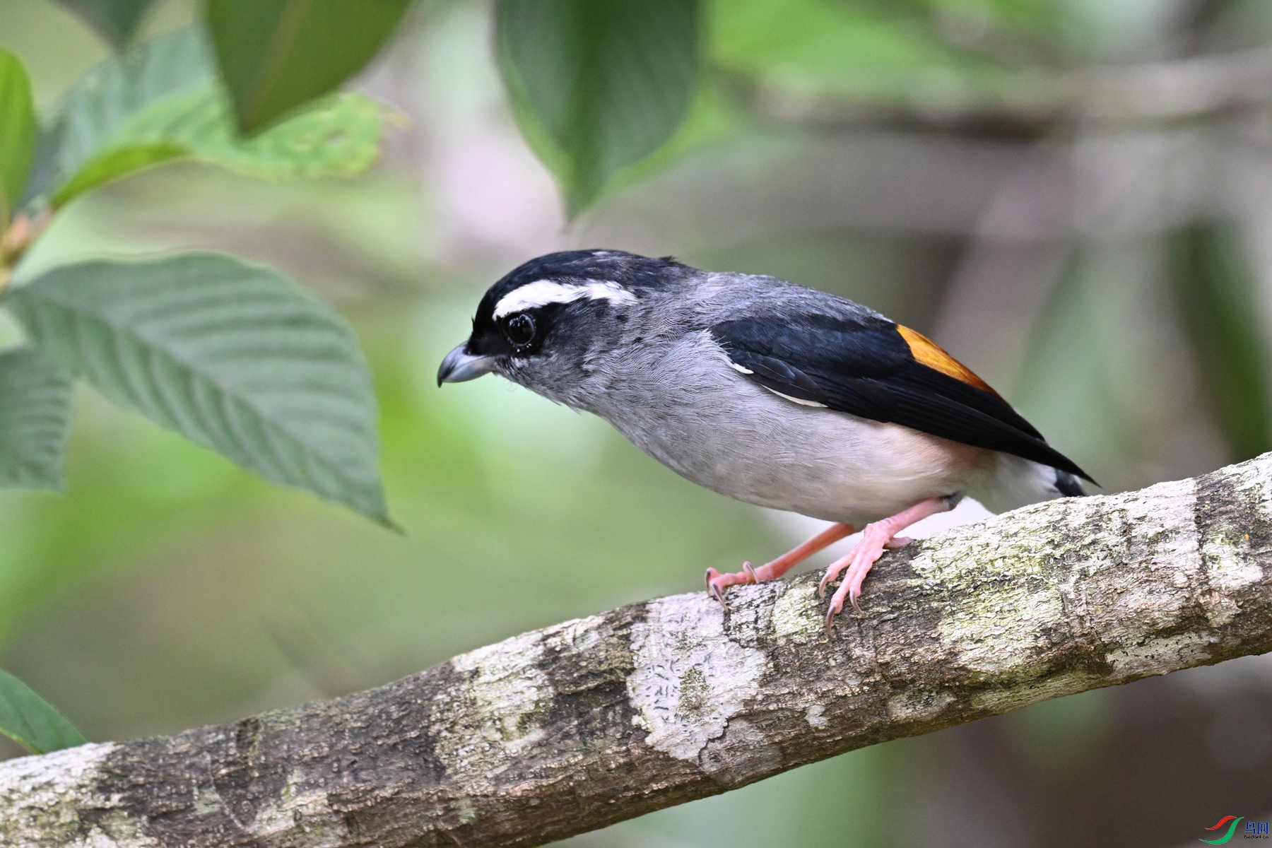DSC_1247.JPG