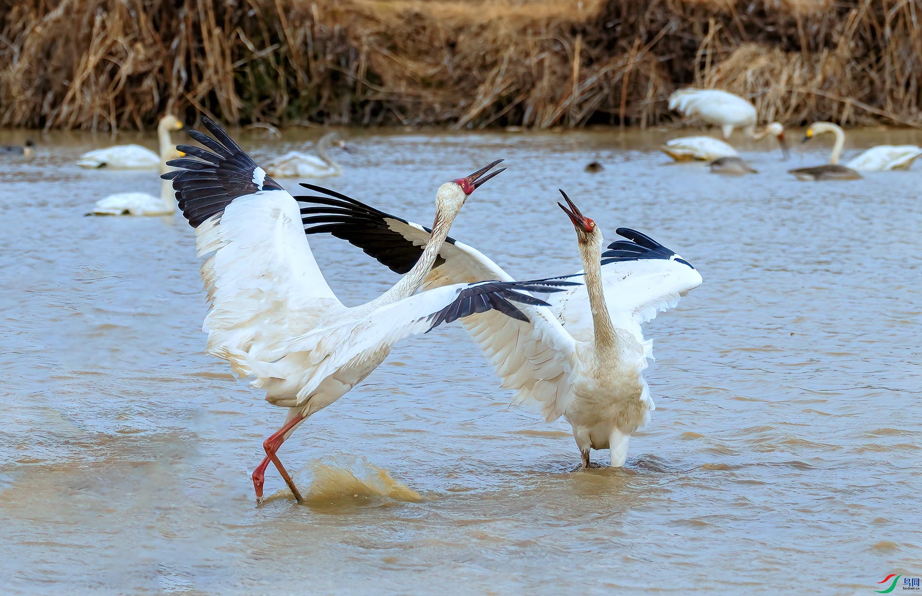 �׺����ǵ�Բ����