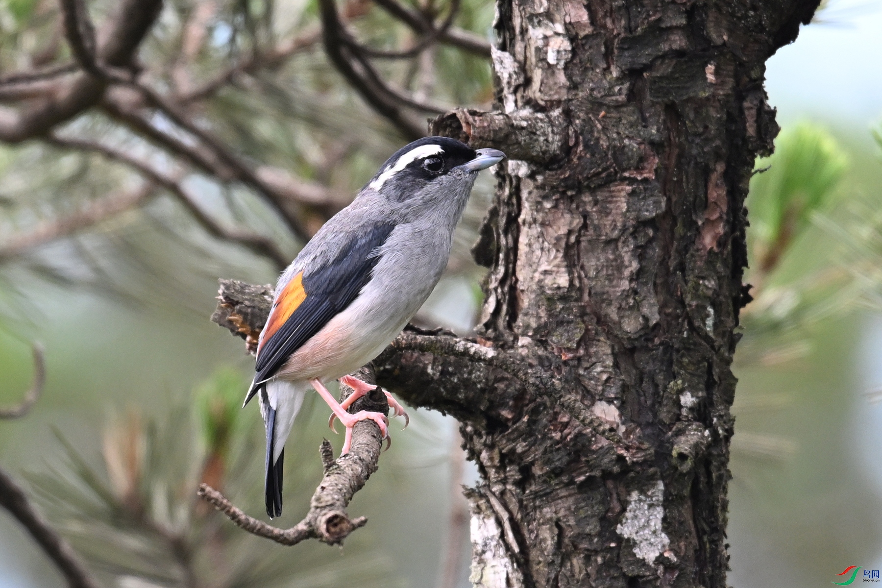 DSC_1240.JPG