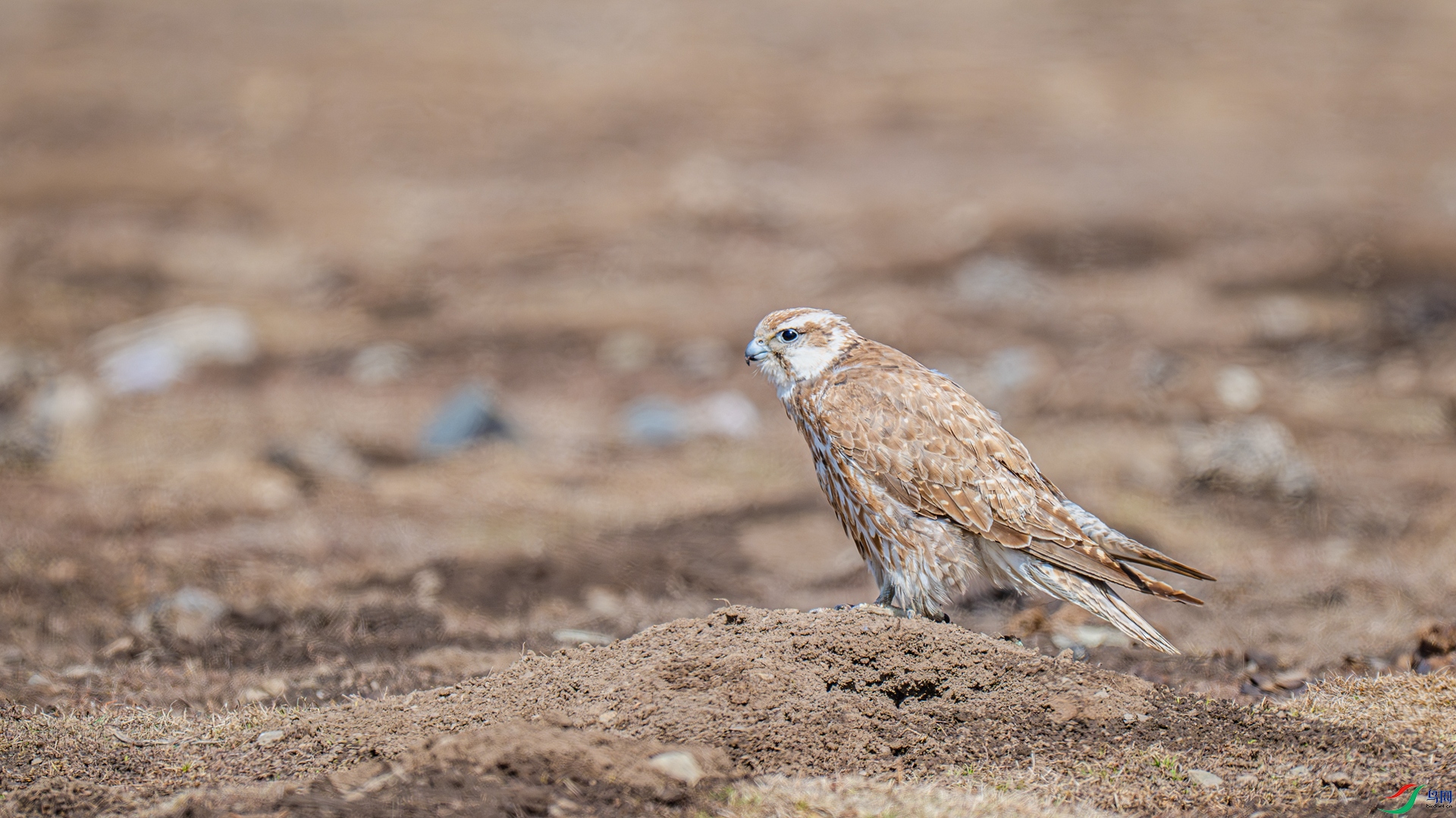 _DSC6054-1_����.jpg