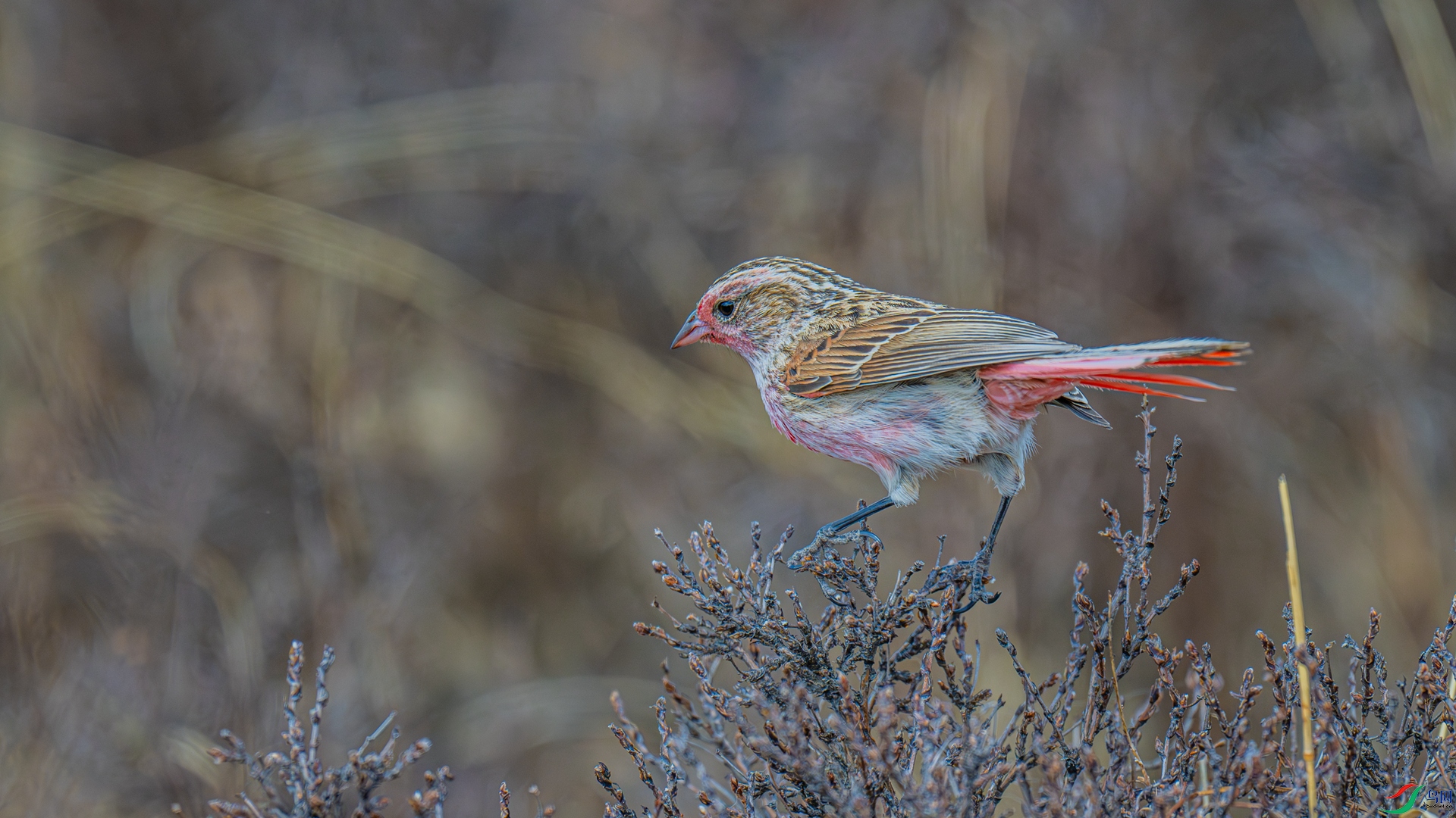 _DSC6424-1_����.jpg