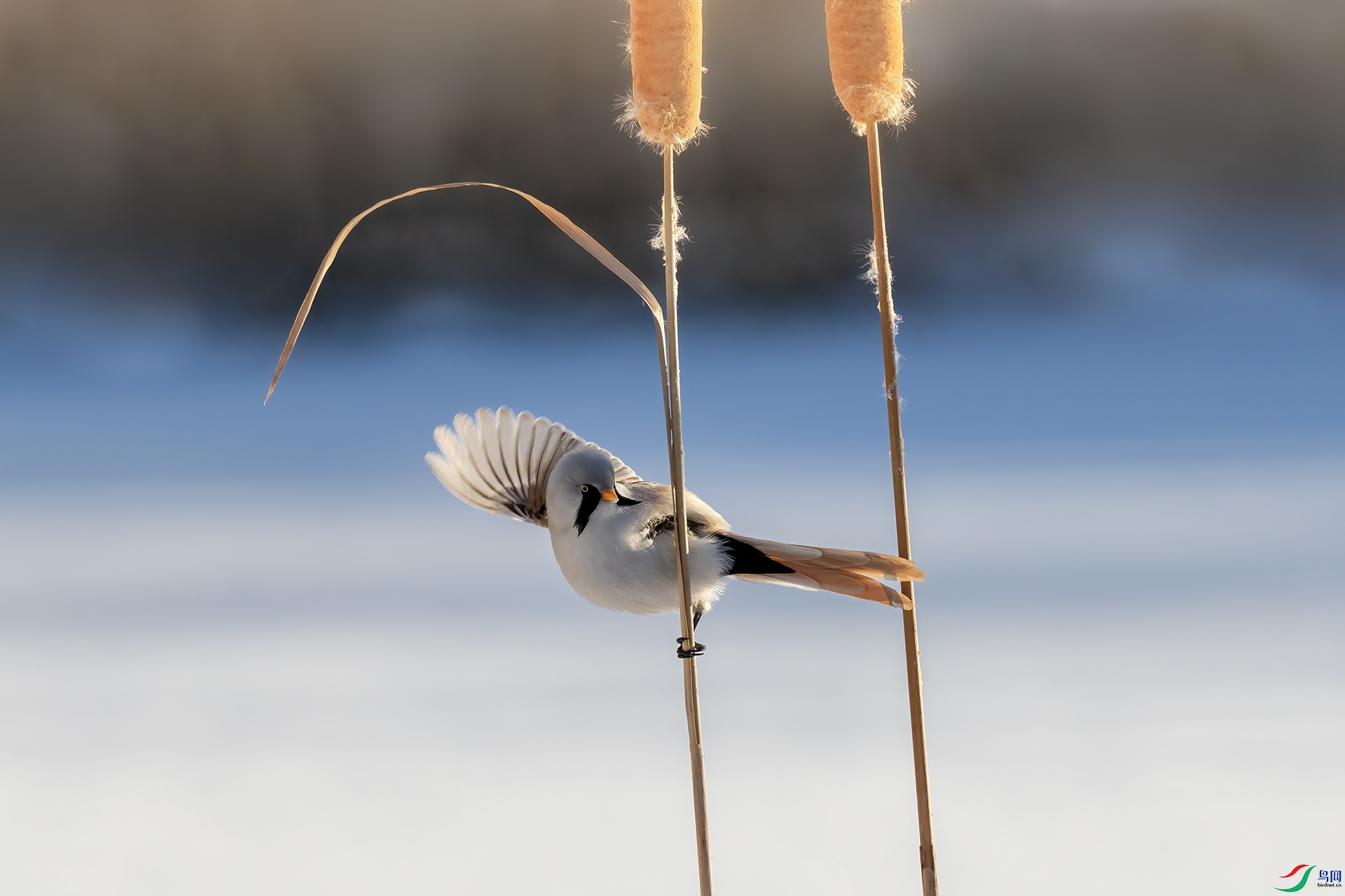 IMG_2695 ����.jpg