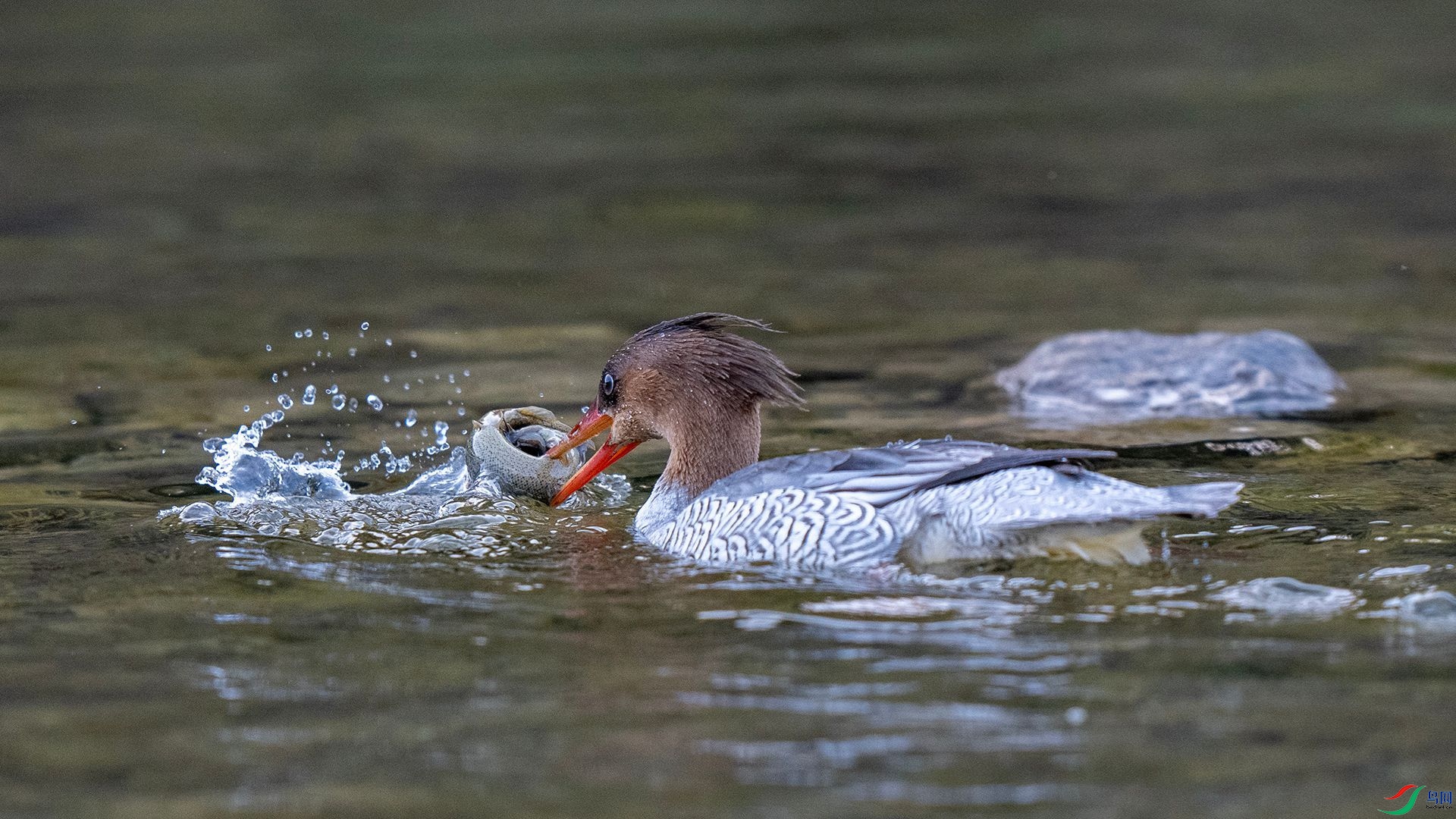 DSC00725 ����.jpg