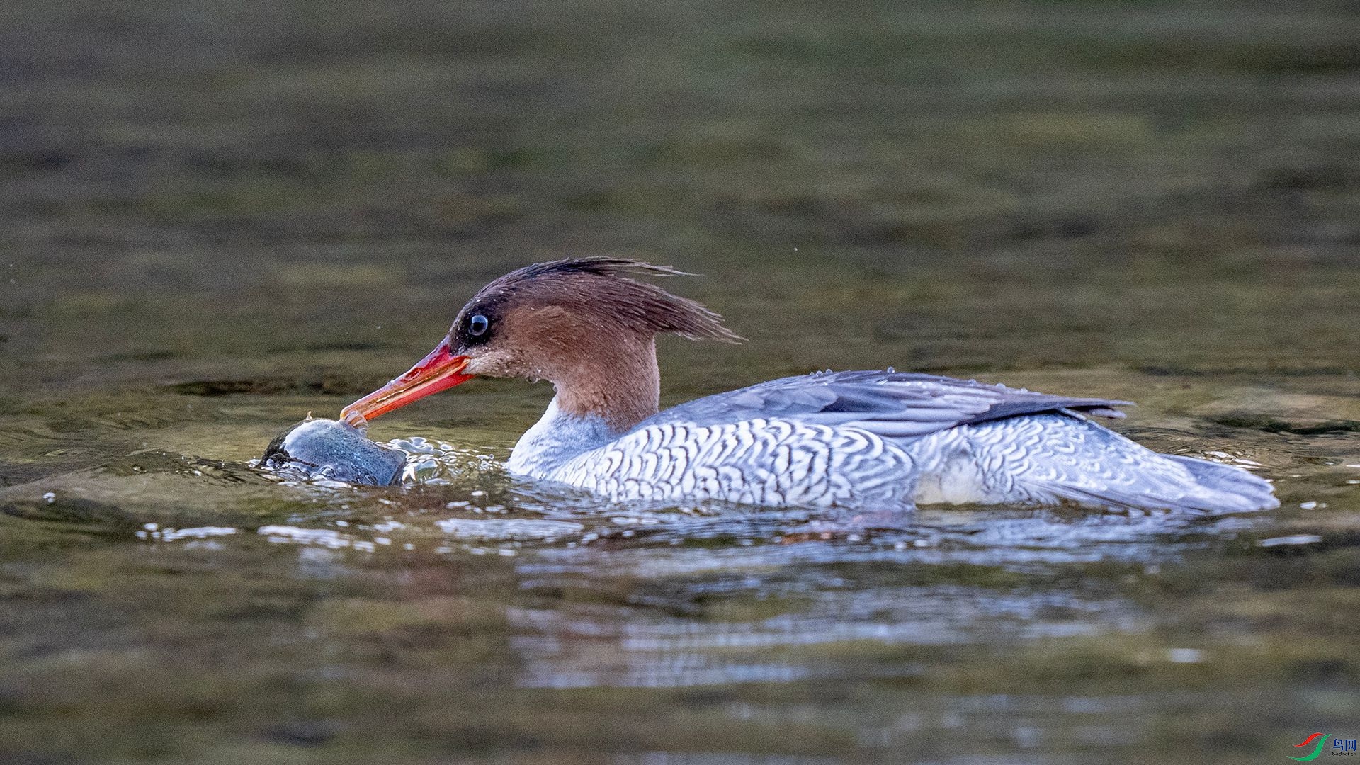 DSC00743 ����.jpg