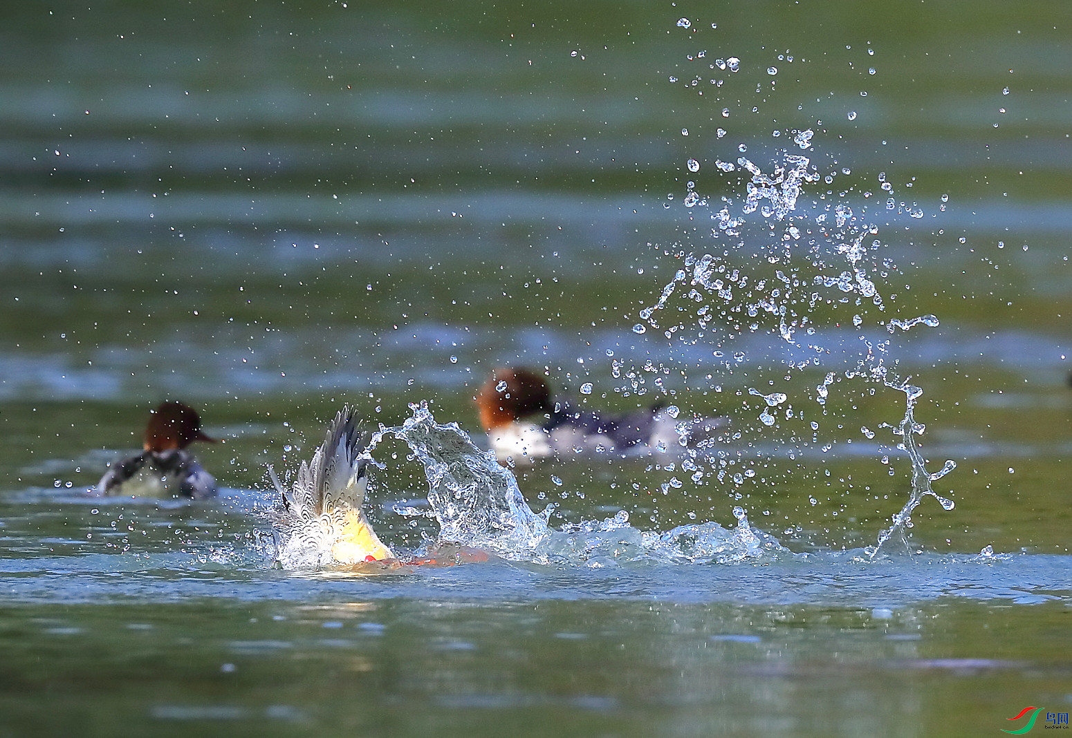 B12I2770-��.JPG