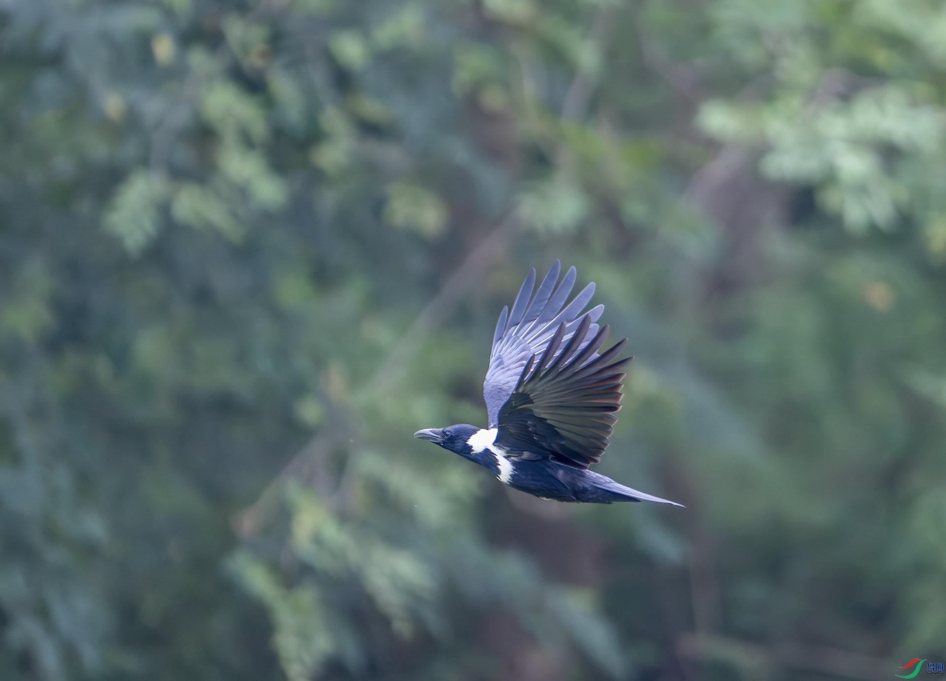 DSC_4384-1.jpg