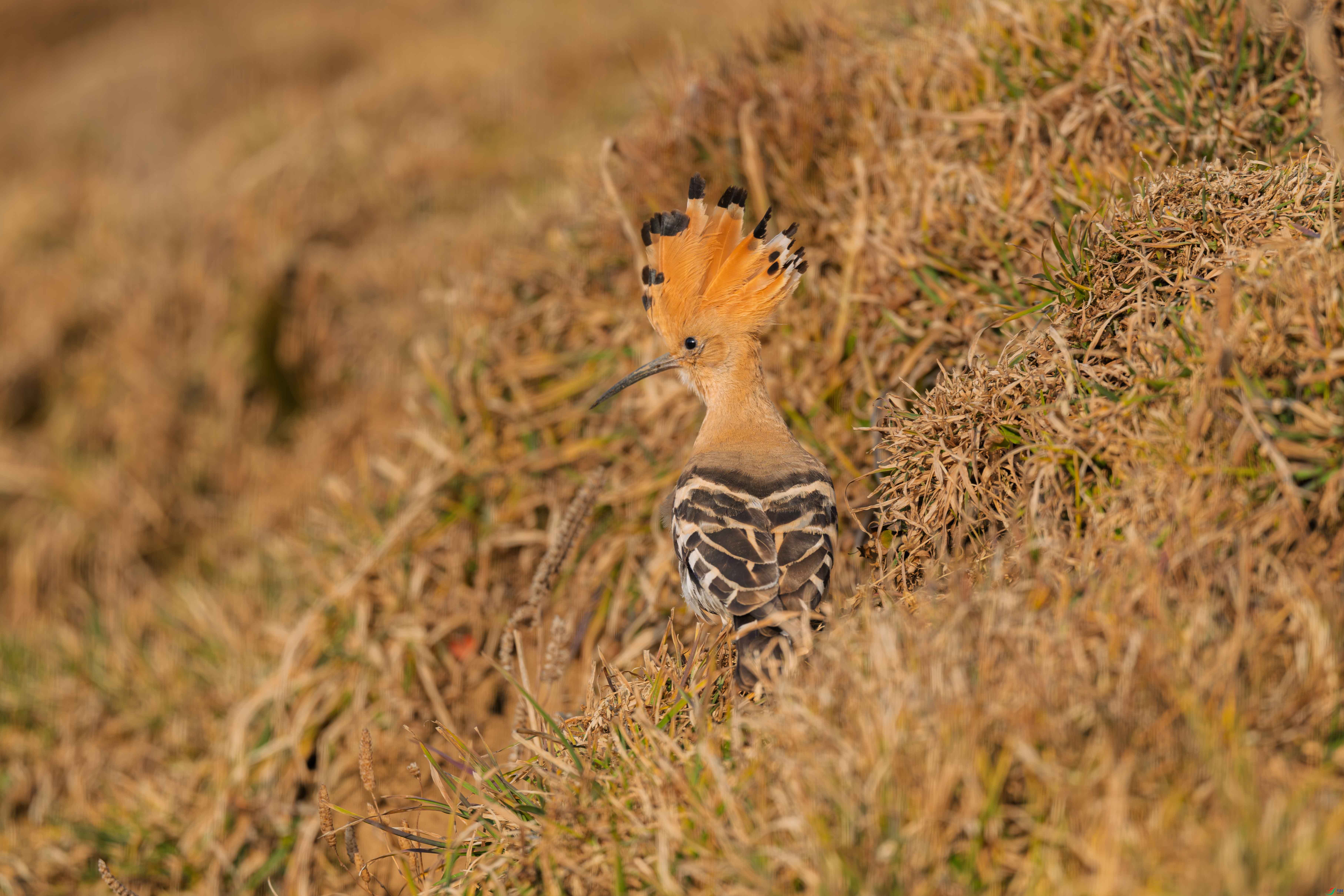 DSC_4901_2.JPG
