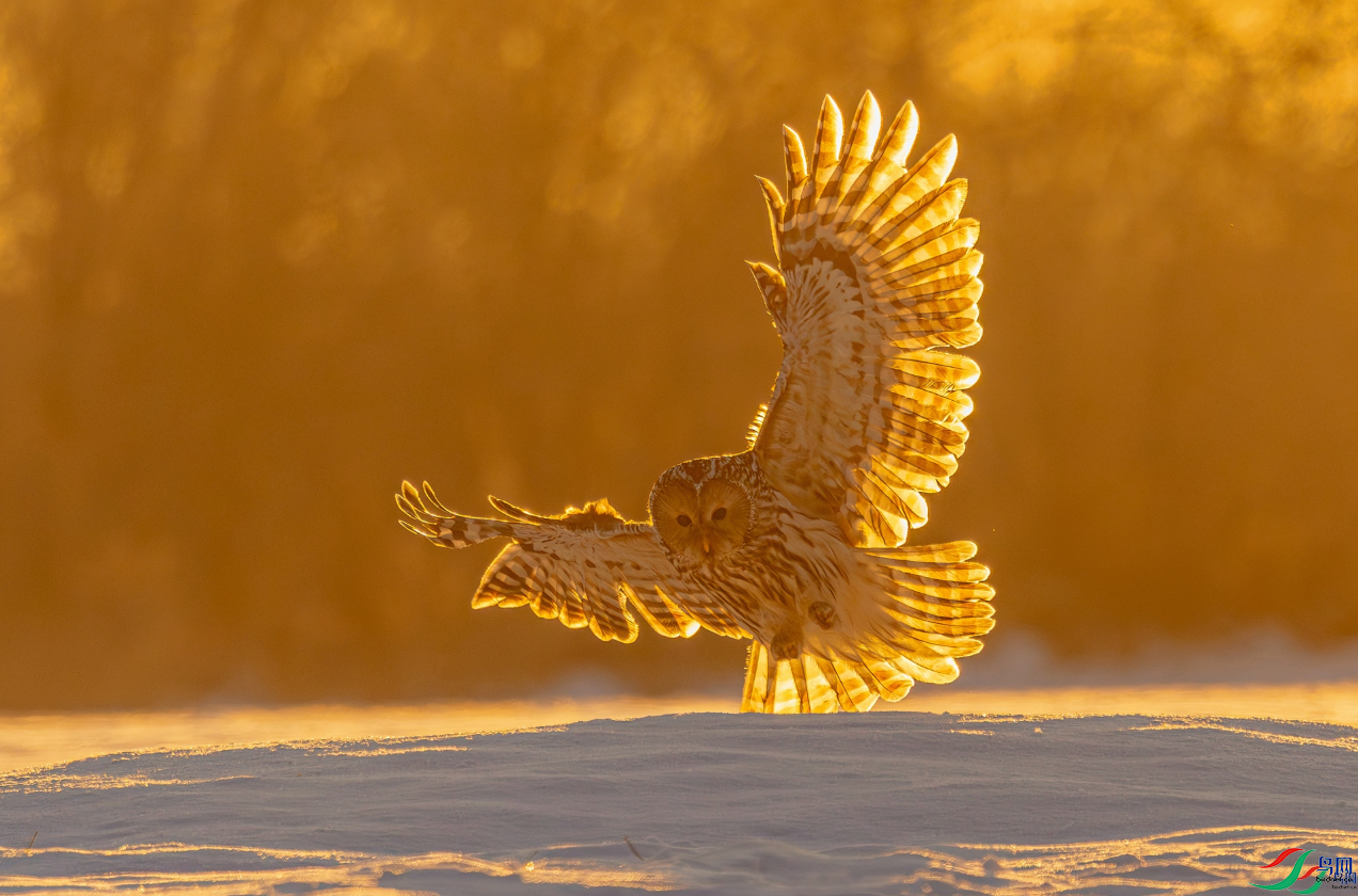 �������ѡ�Ϧ���� [�ٻ��������]   ���Ŀ���.png