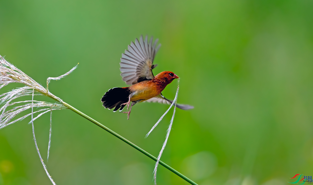 �������ѡ����͵�С�� [�ٻ��������]   �������.png