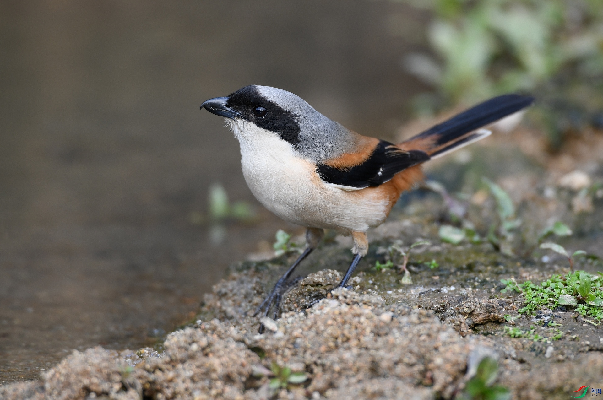 DSC_6427.jpg