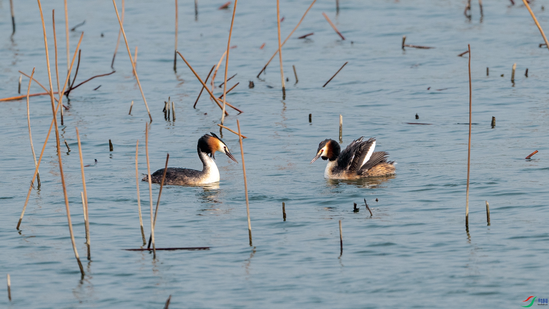 DSC_1026 ����.jpg