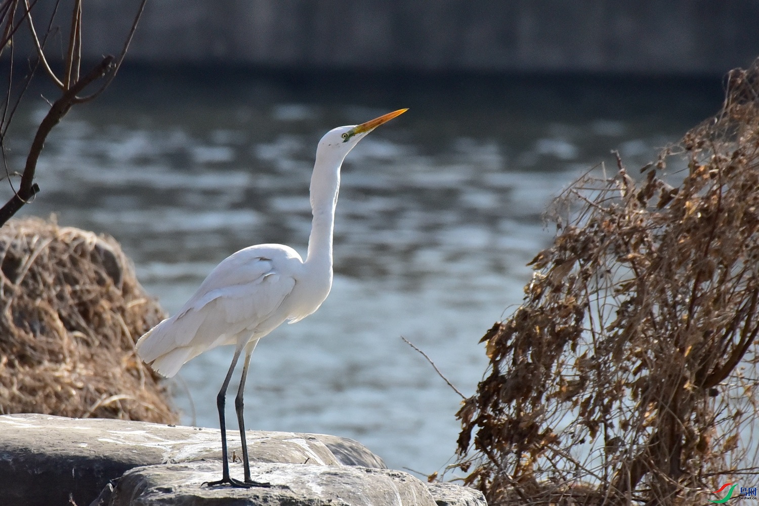 DSC_6200.JPG