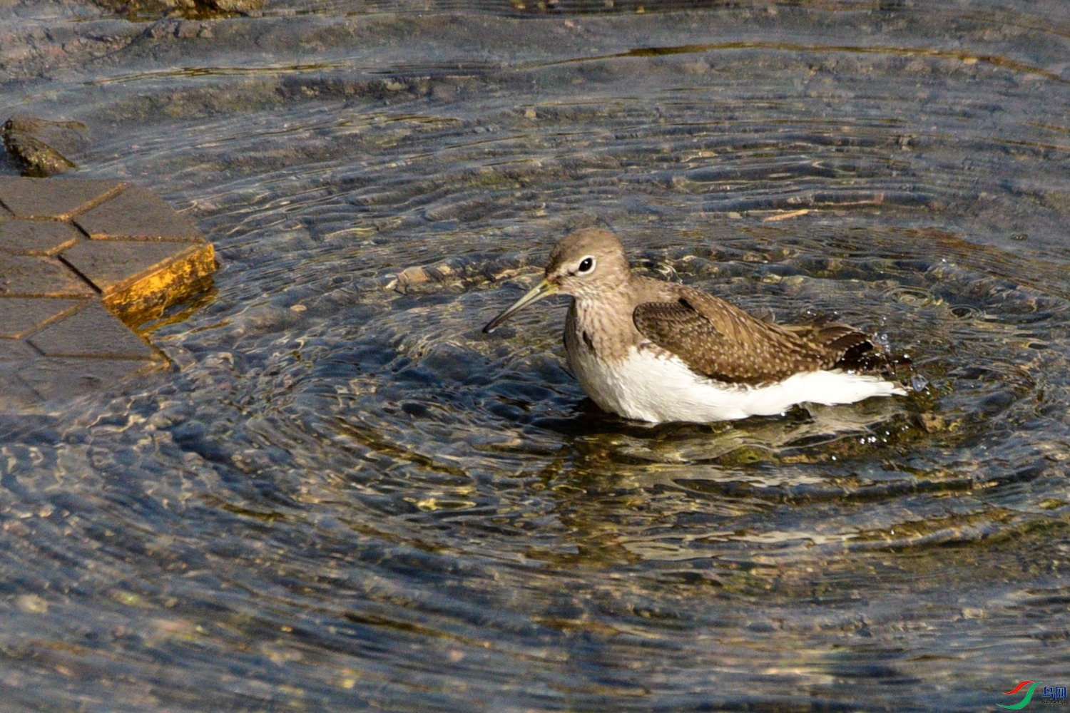 DSC_3250.JPG