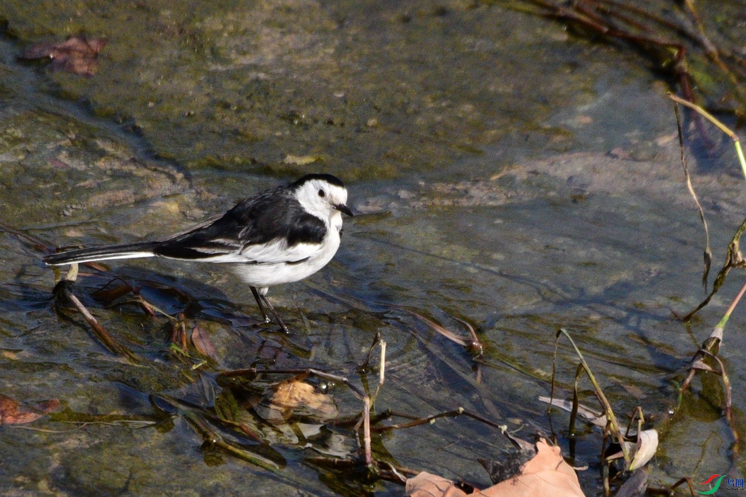 DSC_3767.JPG