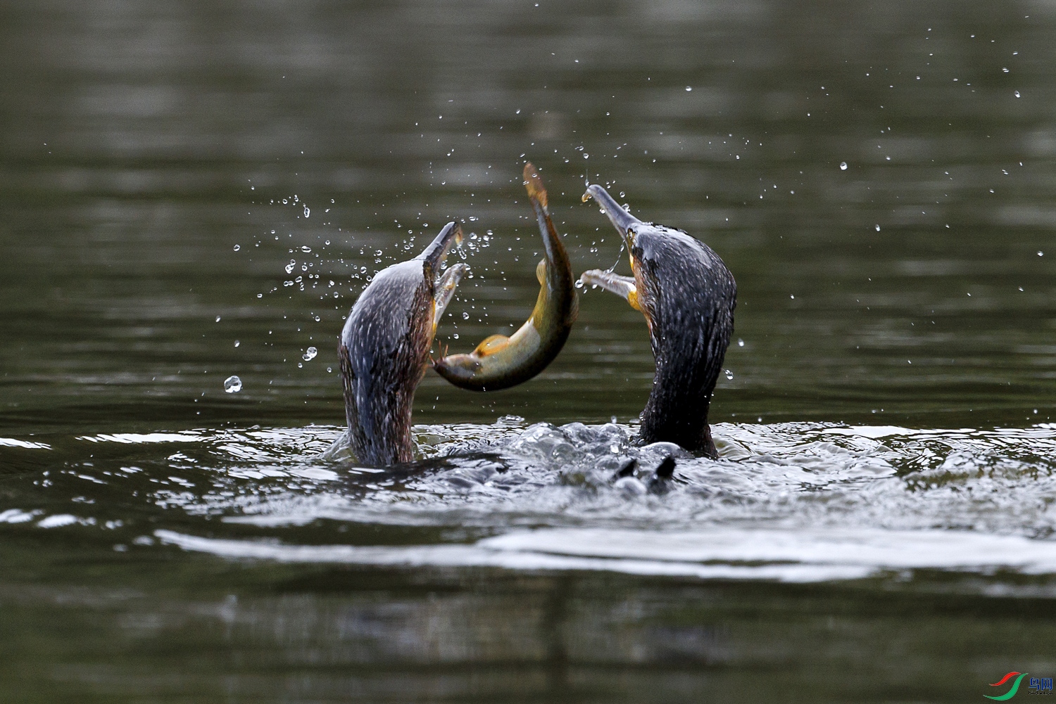 3Z6A1829 ����.jpg