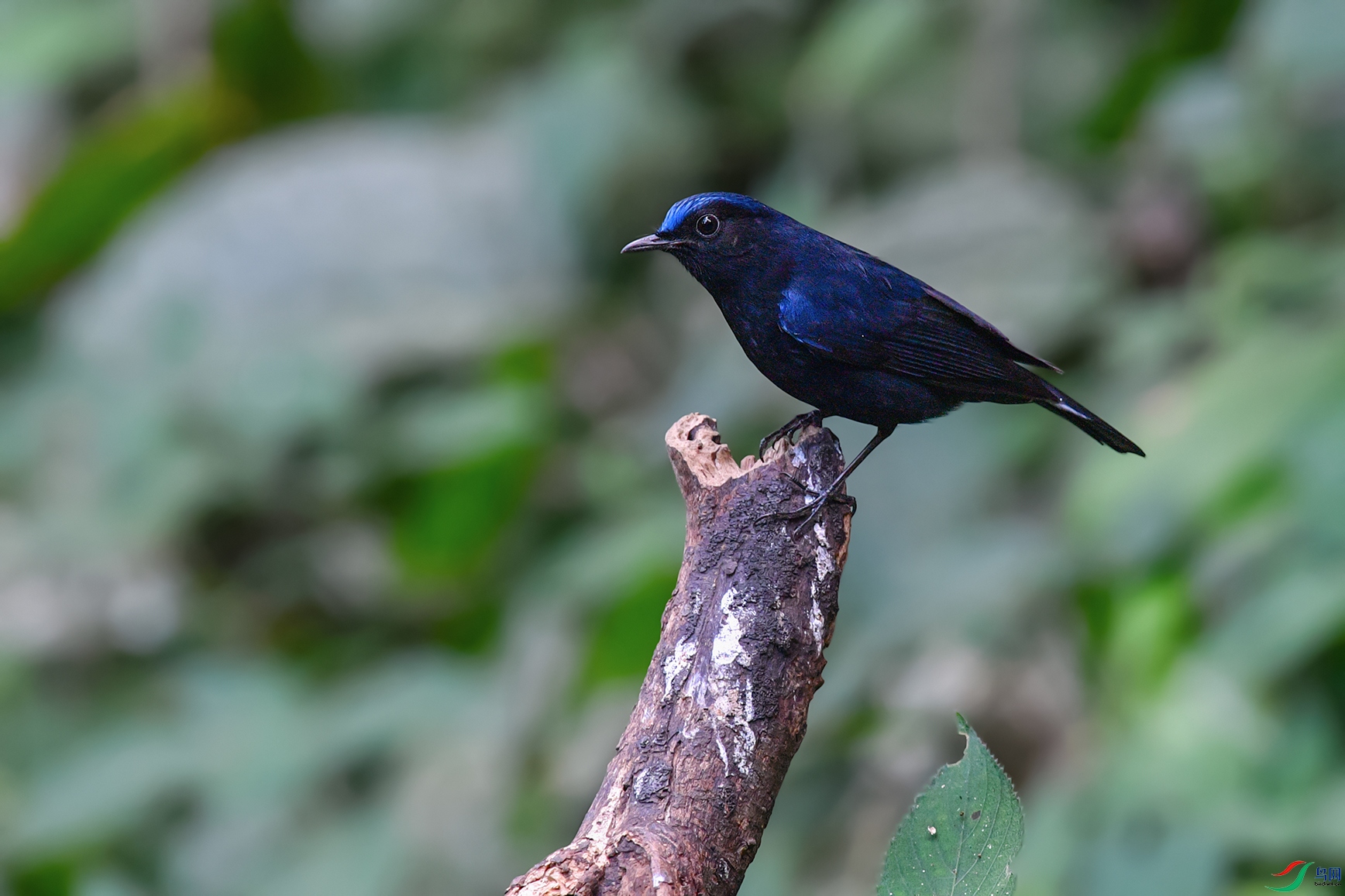 DSC_5534aa.jpg