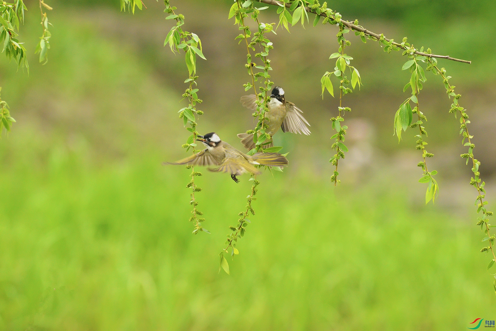 DSC_8861aa.jpg